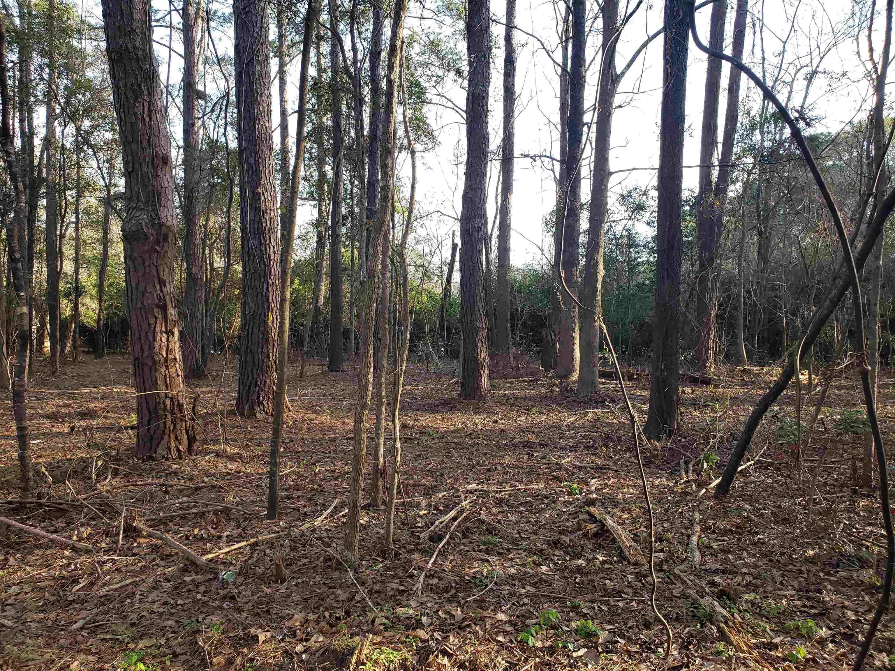 Lot 12 Charles Samuel,TALLAHASSEE,Florida 32309,Lots and land,Charles Samuel,365226