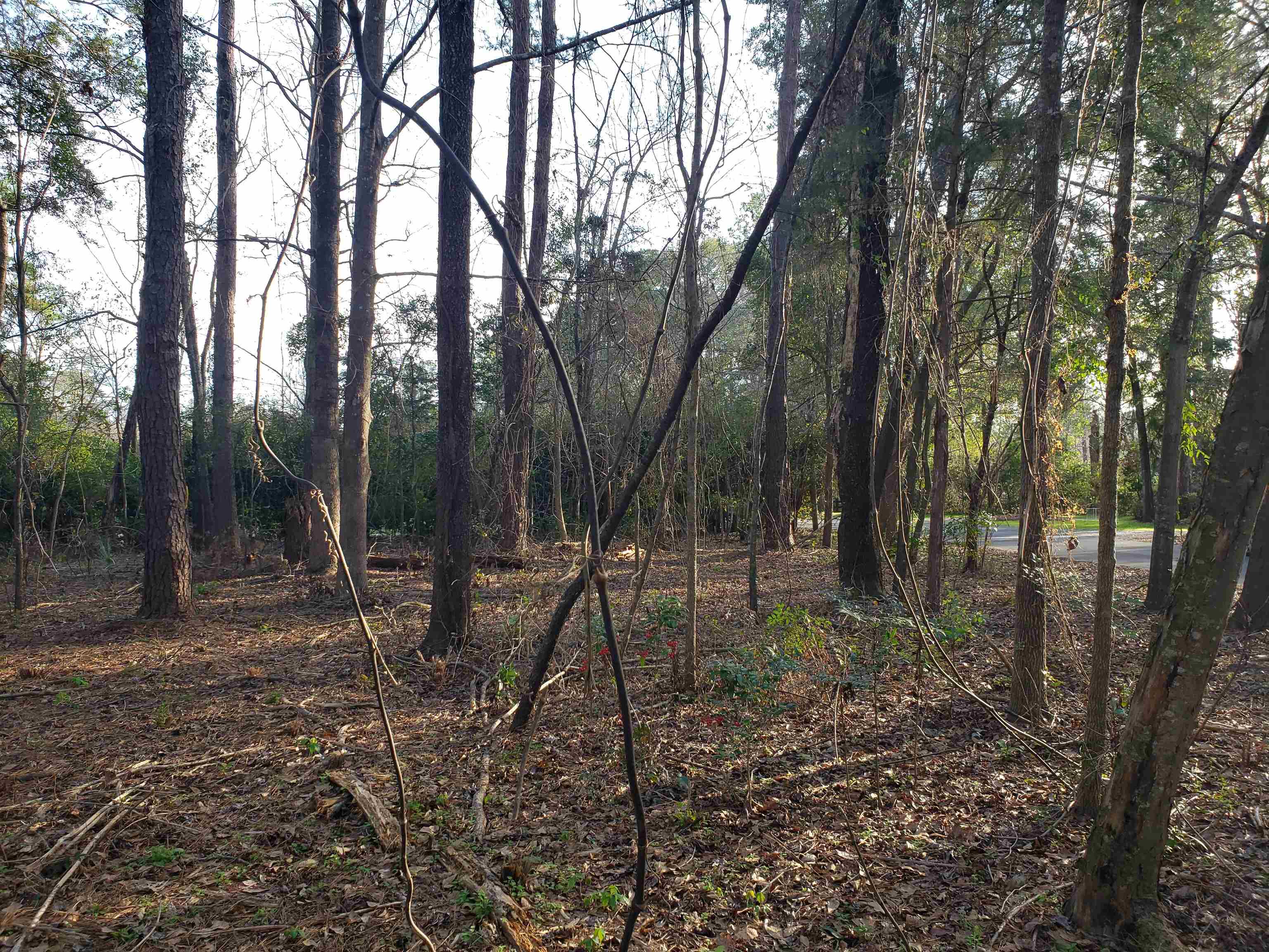 Lot 12 Charles Samuel,TALLAHASSEE,Florida 32309,Lots and land,Charles Samuel,365226