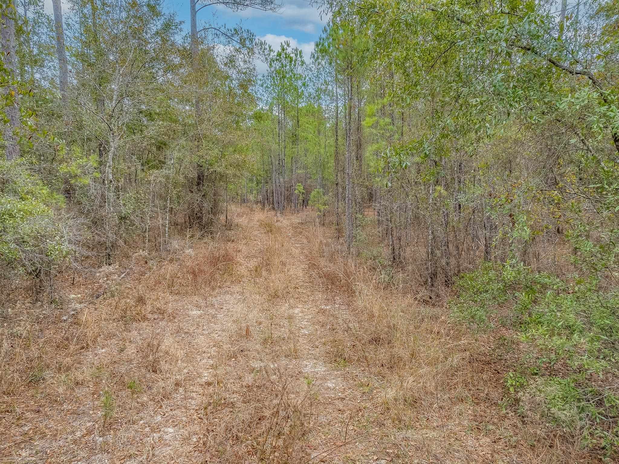 XX Oak Park Road,SOPCHOPPY,Florida 32358,Lots and land,Oak Park Road,365408