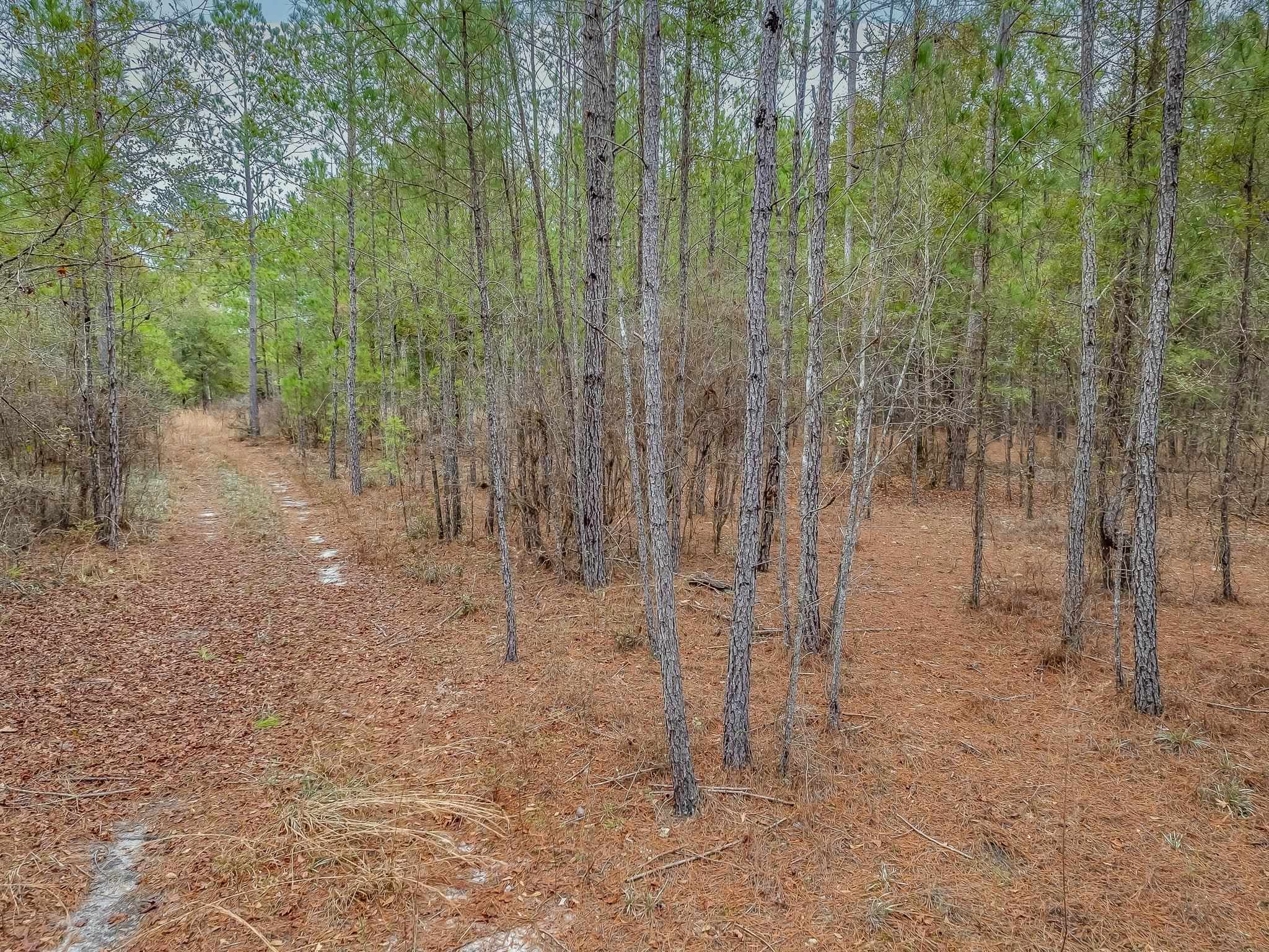 XX Oak Park Road,SOPCHOPPY,Florida 32358,Lots and land,Oak Park Road,365408