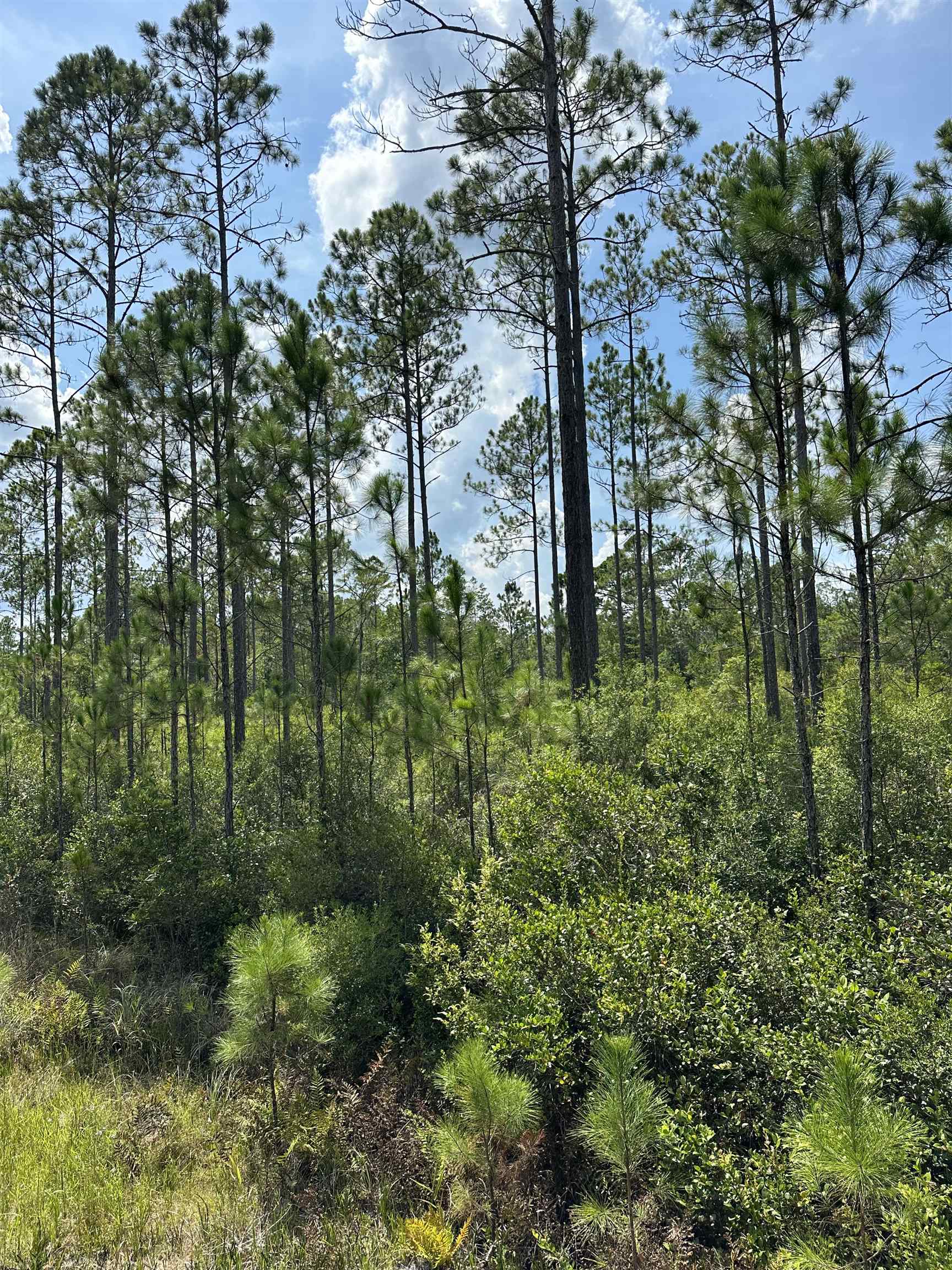 TBD Wildcat,PERRY,Florida 32348,Lots and land,Wildcat,368549