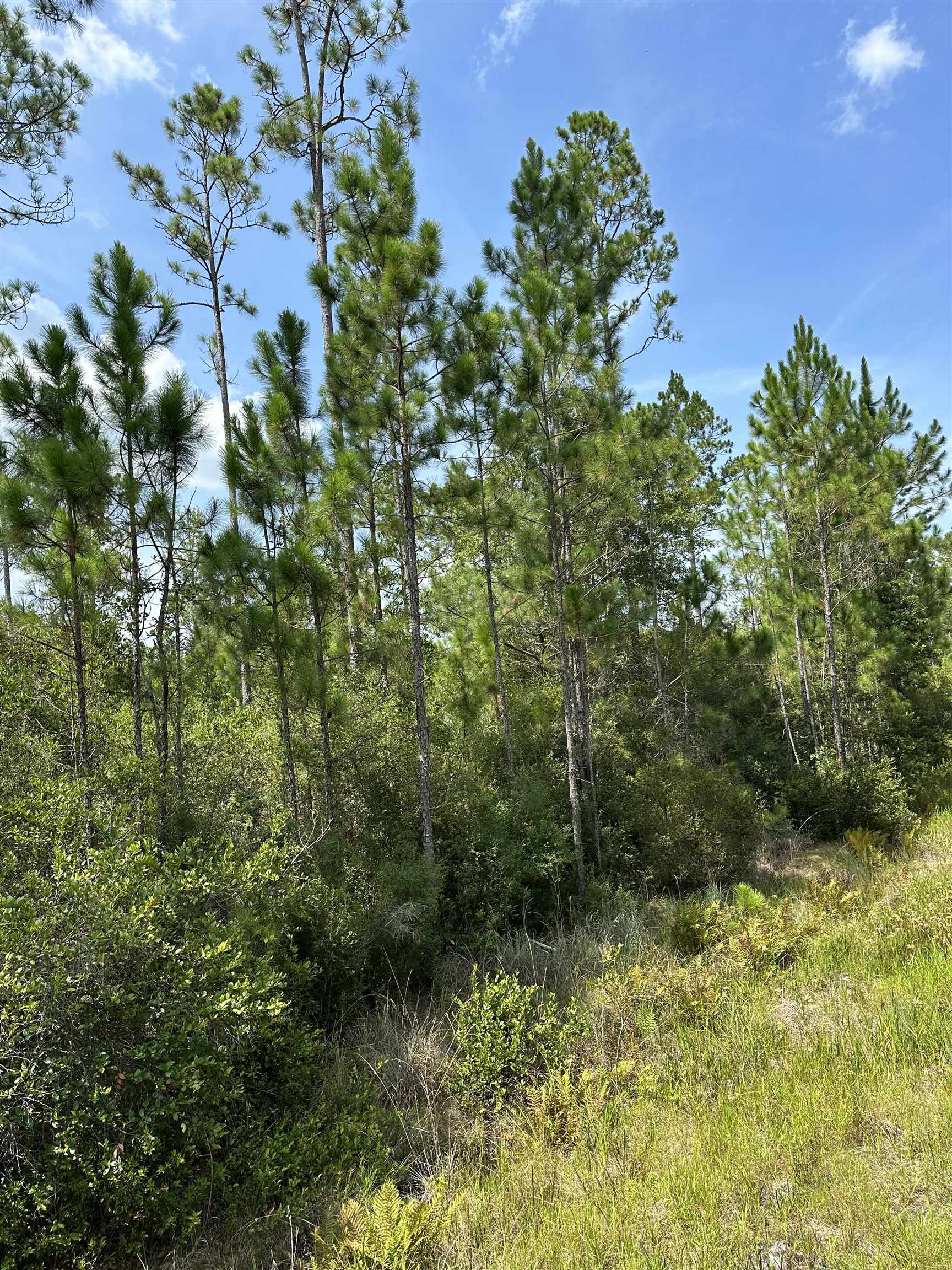 TBD Wildcat,PERRY,Florida 32348,Lots and land,Wildcat,368549