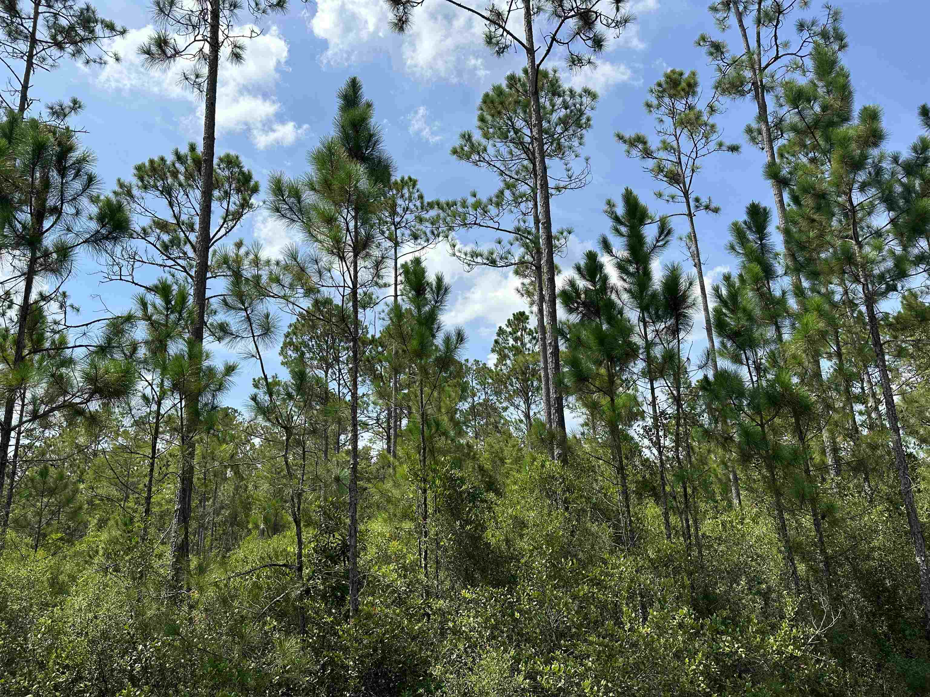 TBD Wildcat,PERRY,Florida 32348,Lots and land,Wildcat,368549