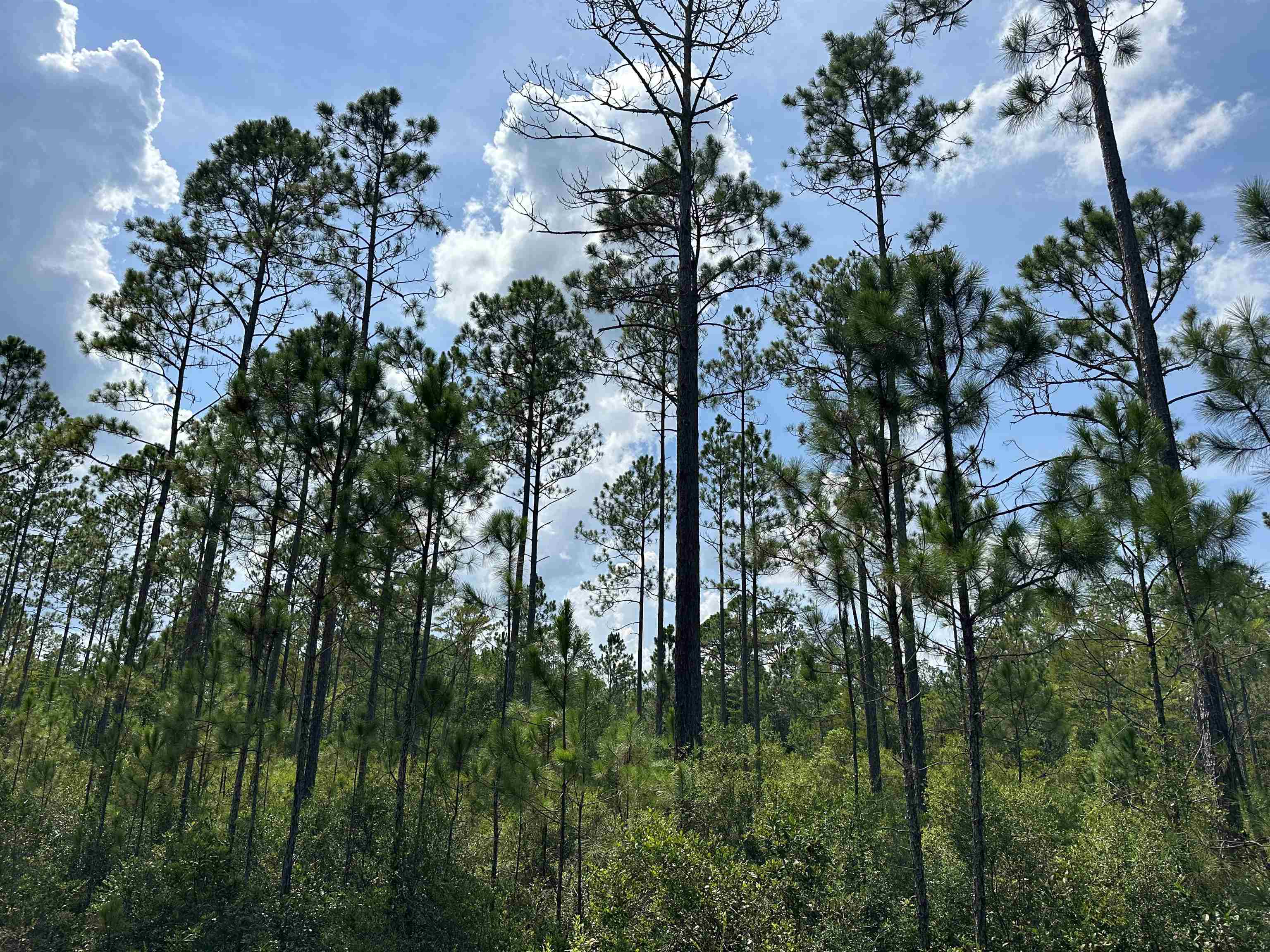 TBD Wildcat,PERRY,Florida 32348,Lots and land,Wildcat,368549