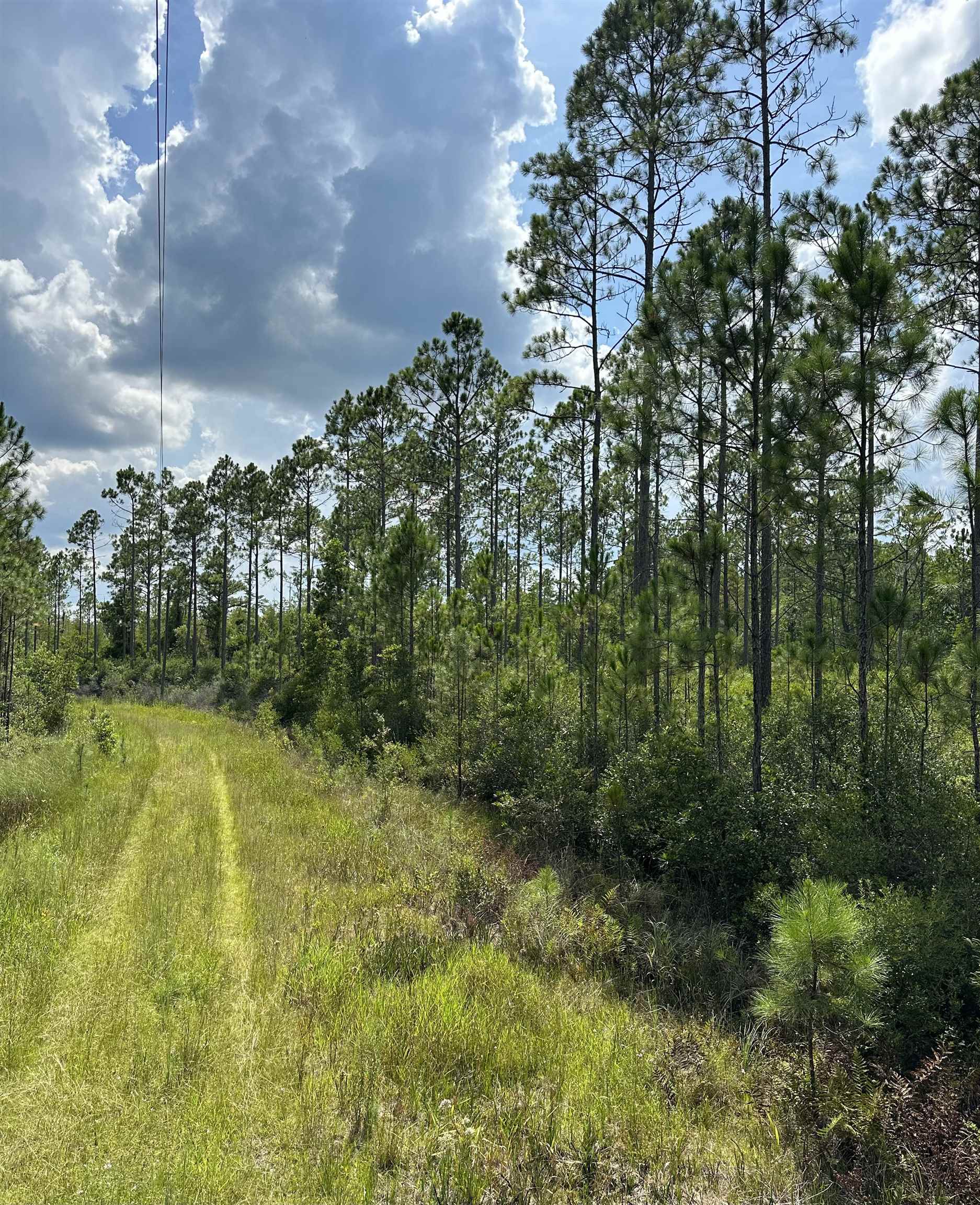 TBD Wildcat,PERRY,Florida 32348,Lots and land,Wildcat,368549