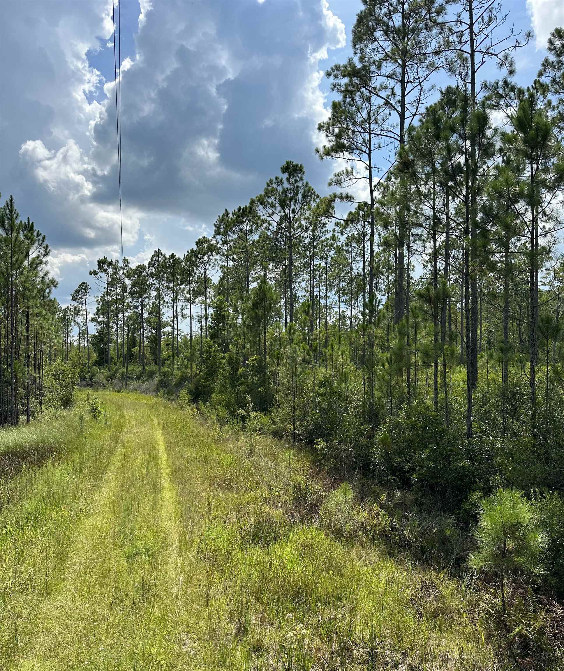 TBD Wildcat,PERRY,Florida 32348,Lots and land,Wildcat,368549