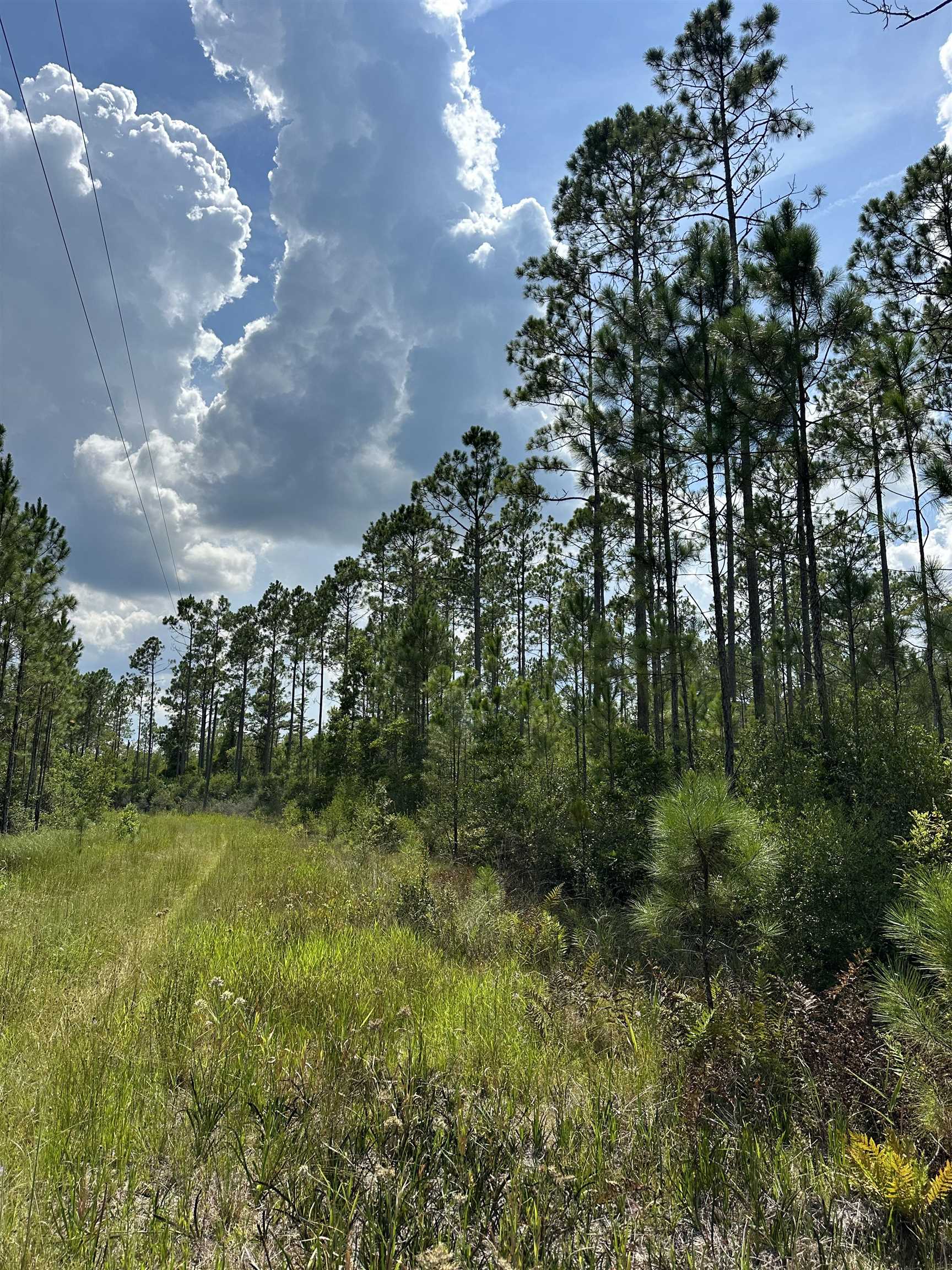 TBD Wildcat,PERRY,Florida 32348,Lots and land,Wildcat,368549