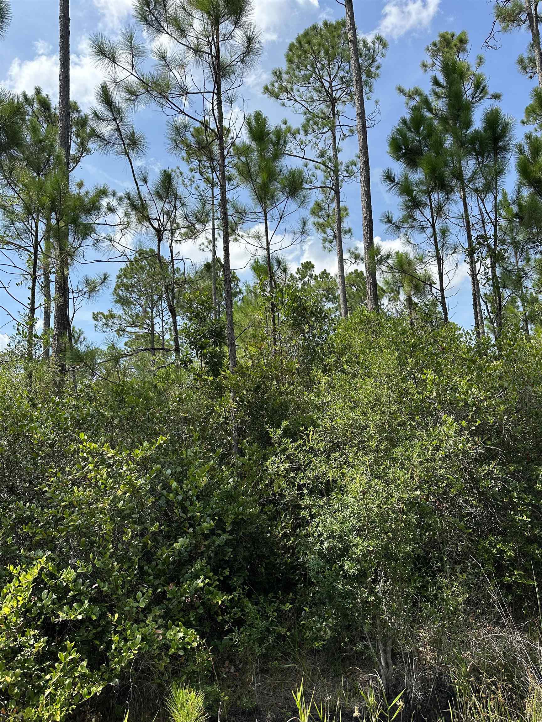 TBD Wildcat,PERRY,Florida 32348,Lots and land,Wildcat,368549