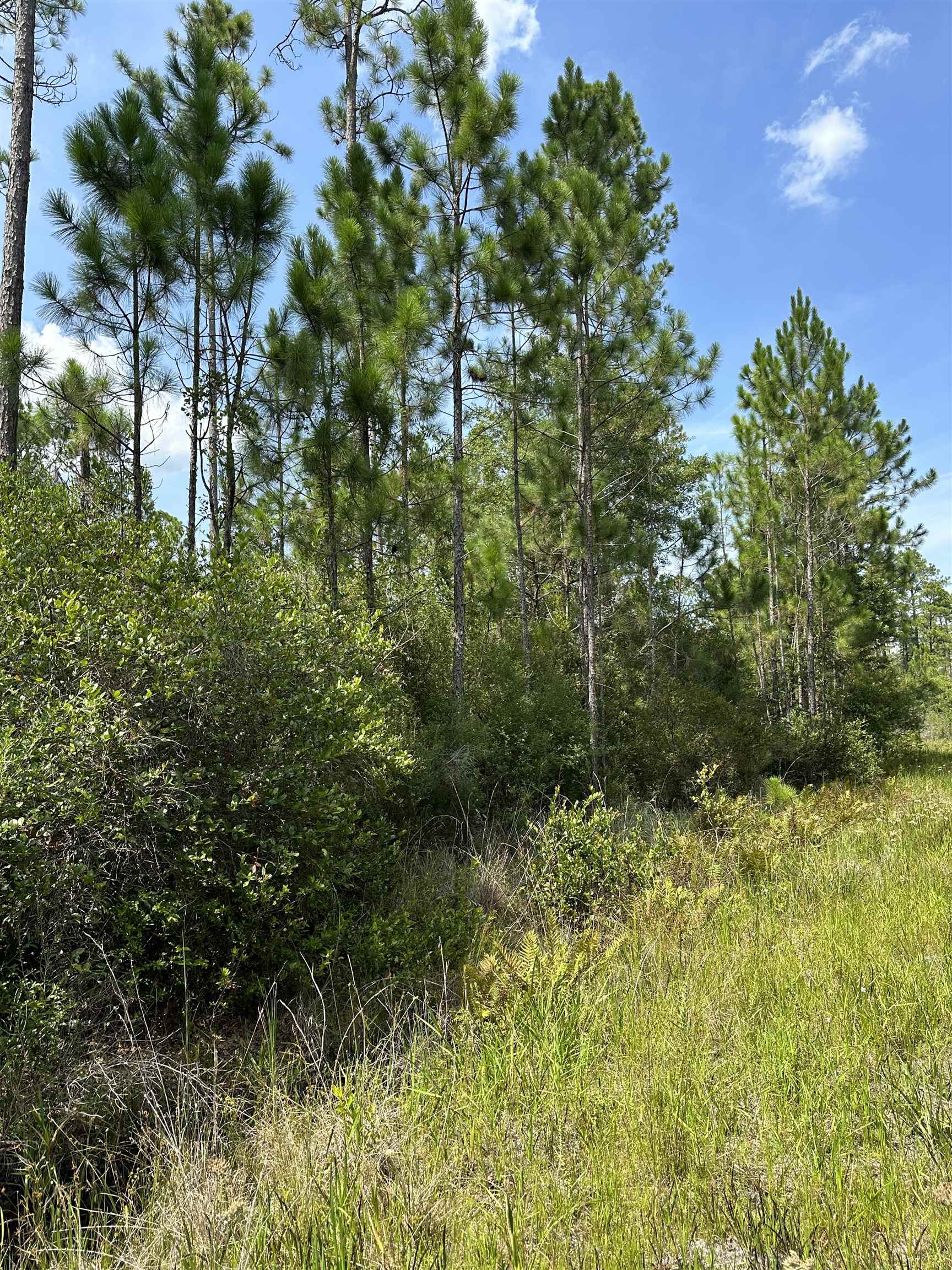 TBD Wildcat,PERRY,Florida 32348,Lots and land,Wildcat,368549