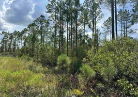 TBD Wildcat,PERRY,Florida 32348,Lots and land,Wildcat,368549