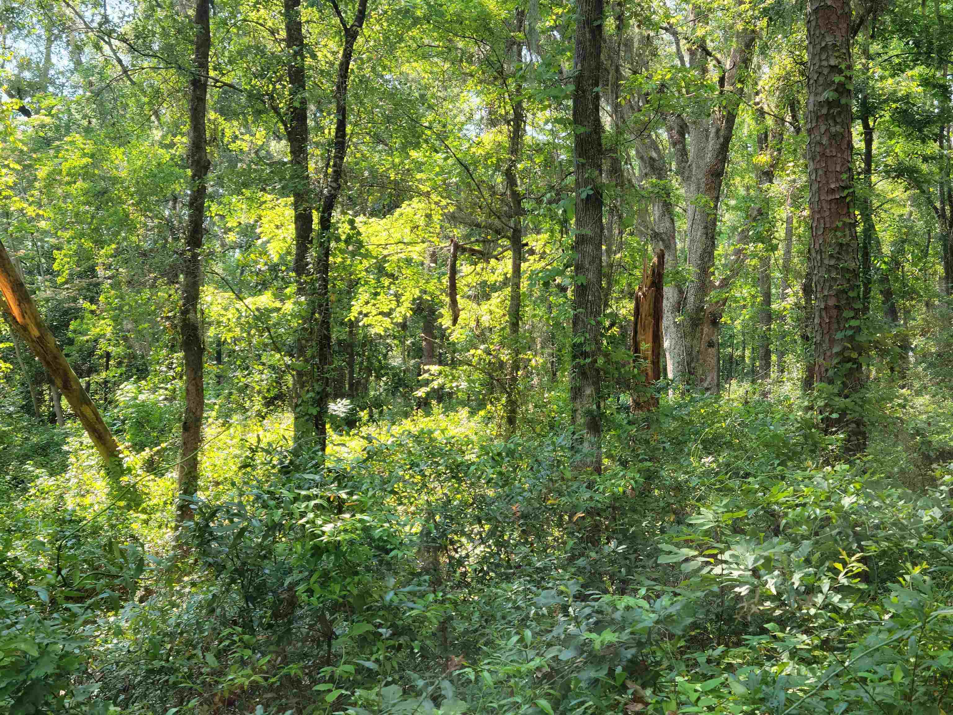 Lot 2 Moon Crest,TALLAHASSEE,Florida 32312,Lots and land,Moon Crest,365656