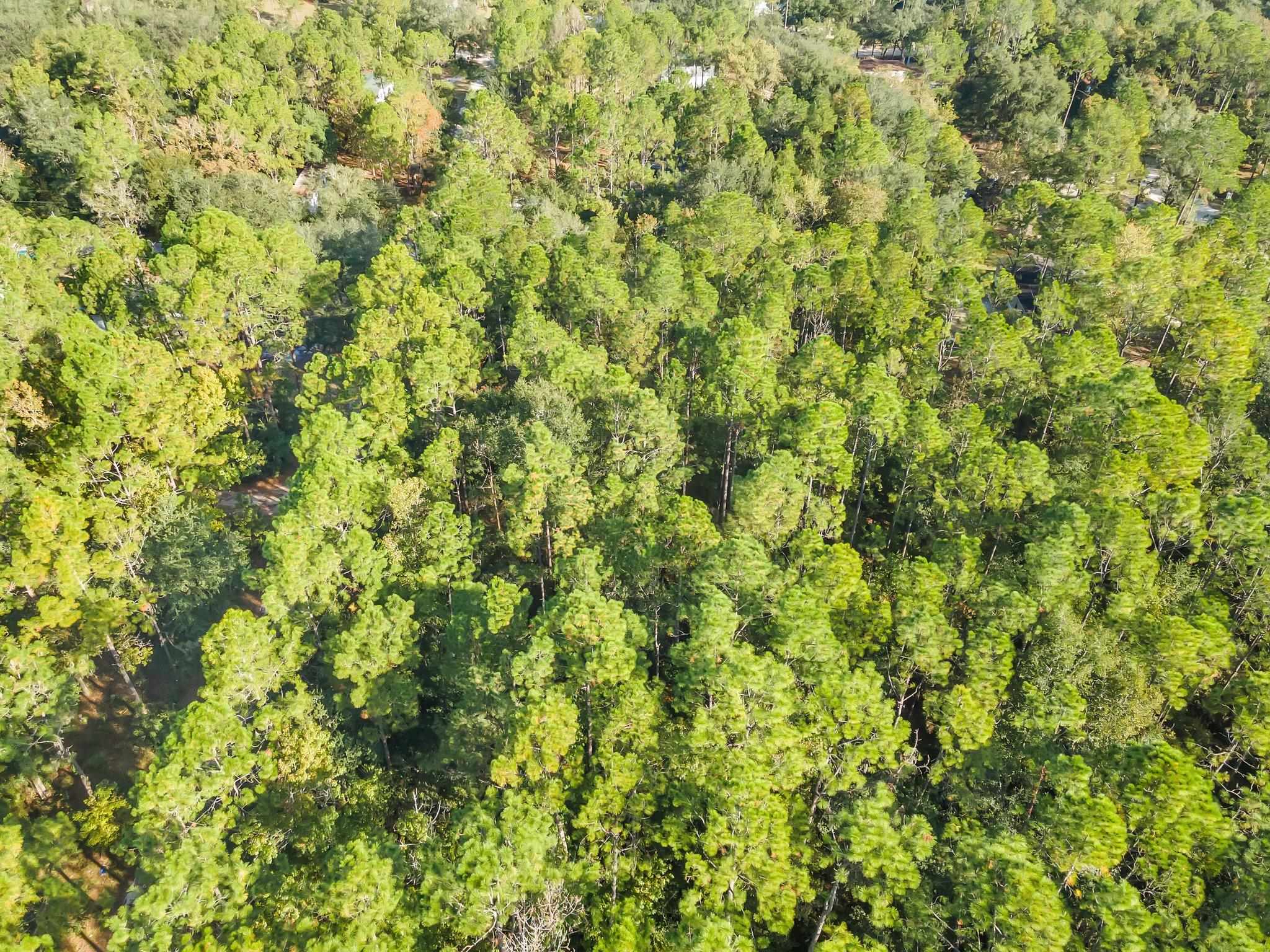 000 Wild Berry,TALLAHASSEE,Florida 32305,Lots and land,Wild Berry,368659