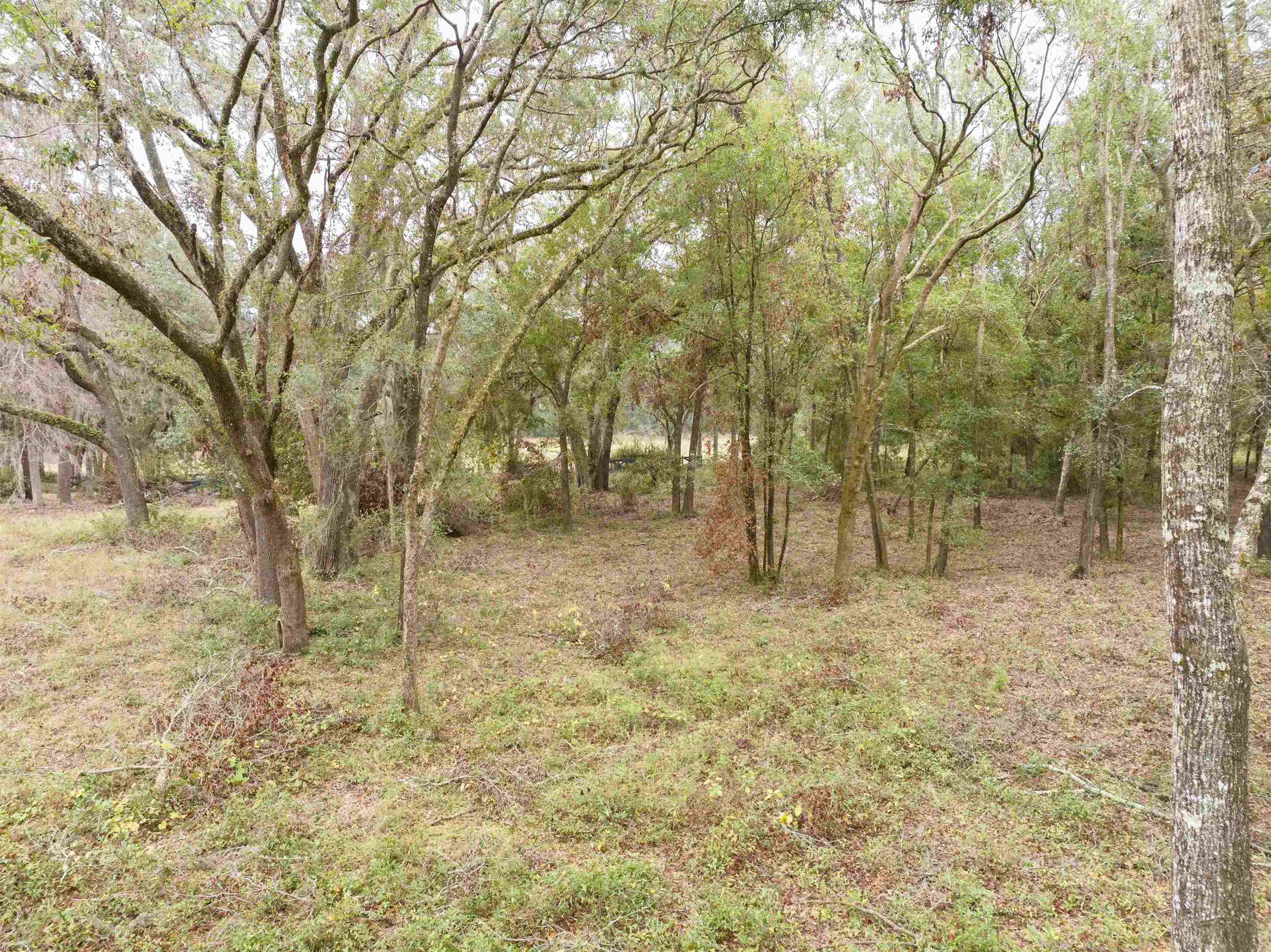 Vacant Briarwood,Pinetta (Madison County),Florida 32350,Lots and land,Briarwood,365944