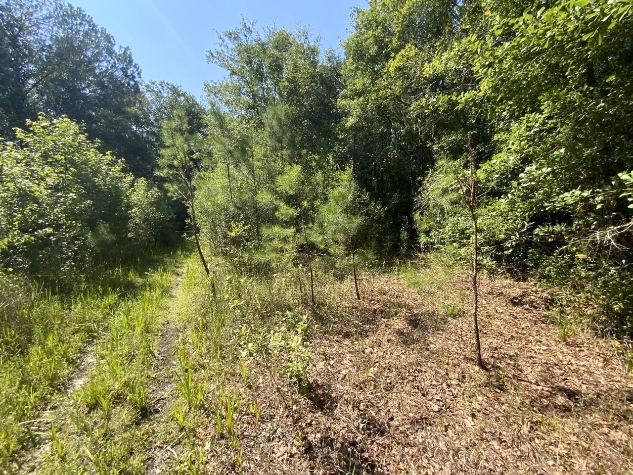 2060 Jim Clark,MADISON COUNTY,Florida 32340,Lots and land,Jim Clark,359692