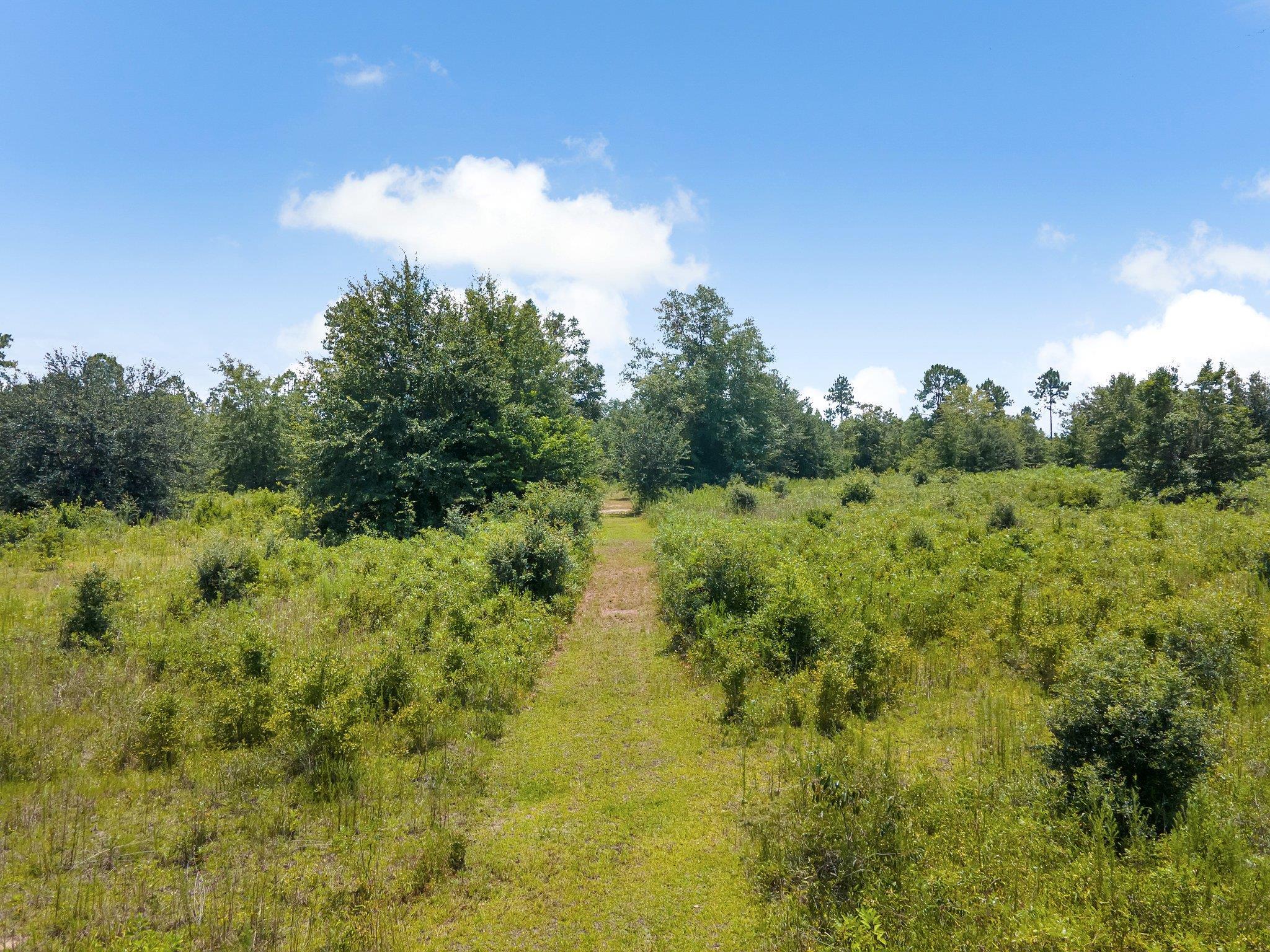 Vacant Cedar,Pinetta (Madison County),Florida 32350,Lots and land,Cedar,366151