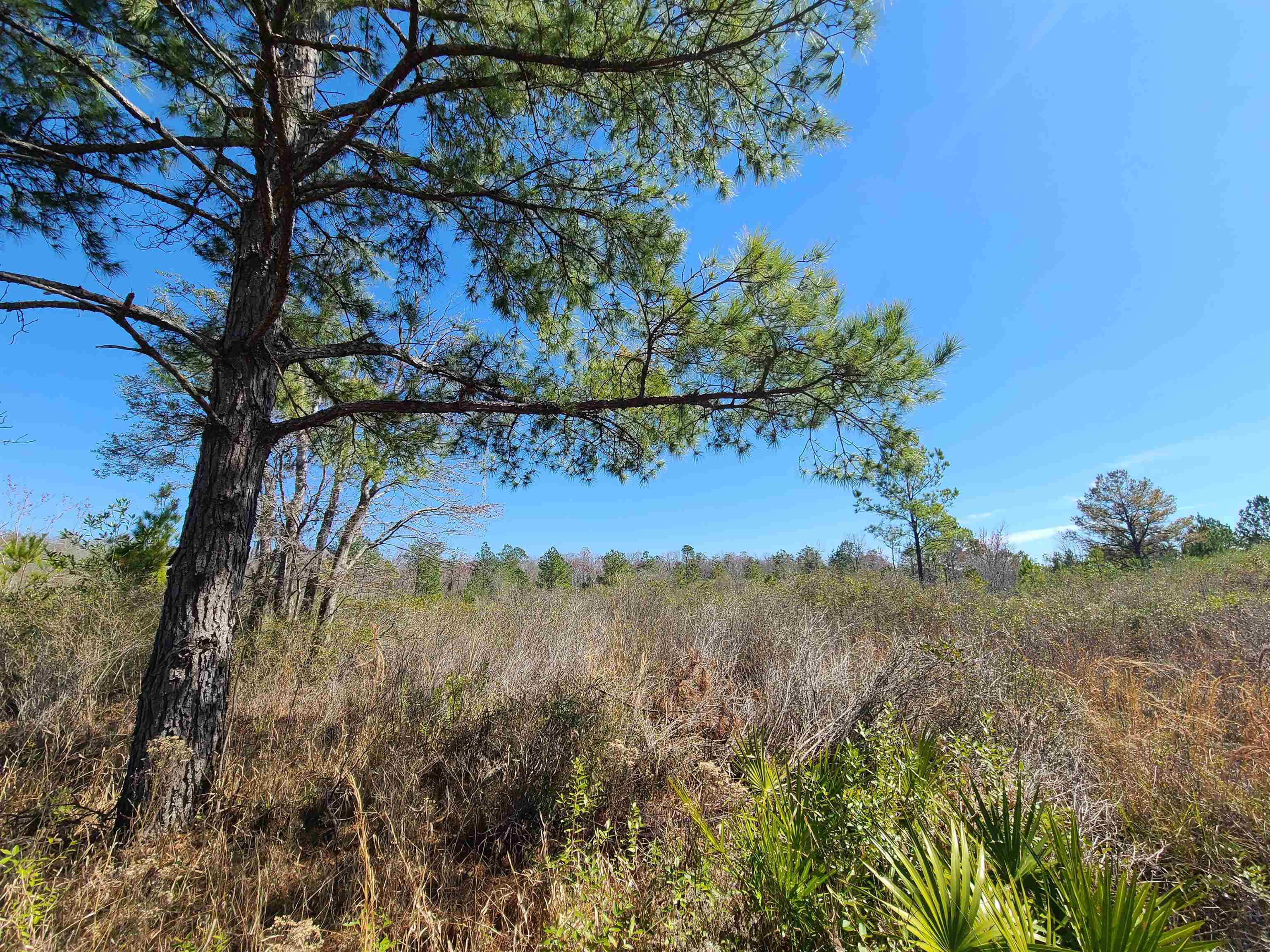 00 Wabasso,GREENVILLE,Florida 32331-0000,Lots and land,Wabasso,368967