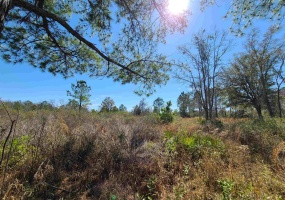 00 Wabasso,GREENVILLE,Florida 32331-0000,Lots and land,Wabasso,368967