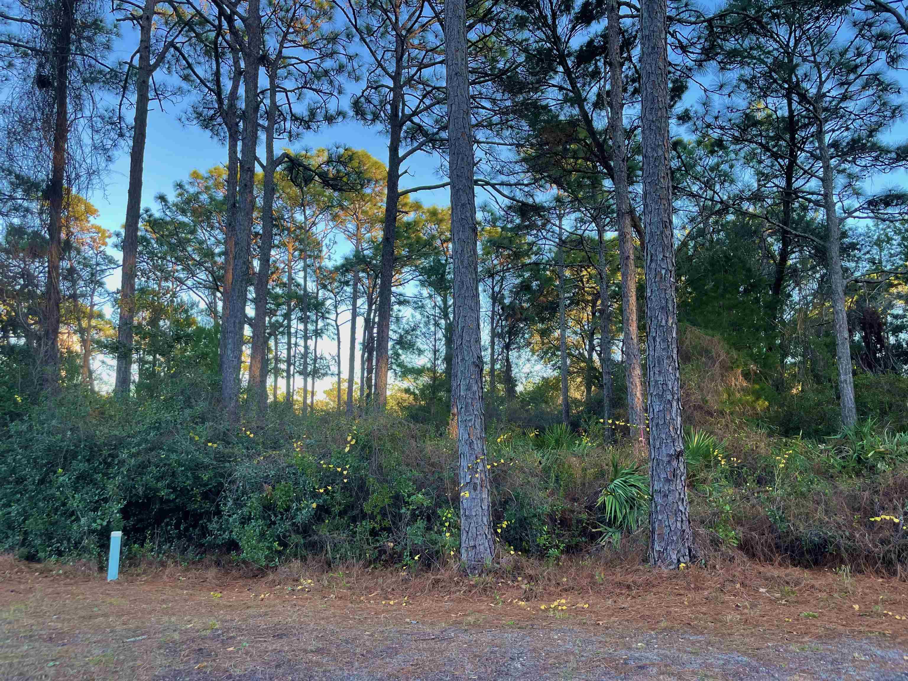 262 ROYAL TERN WAY,CARRABELLE,Florida 32322,Lots and land,ROYAL TERN WAY,366630