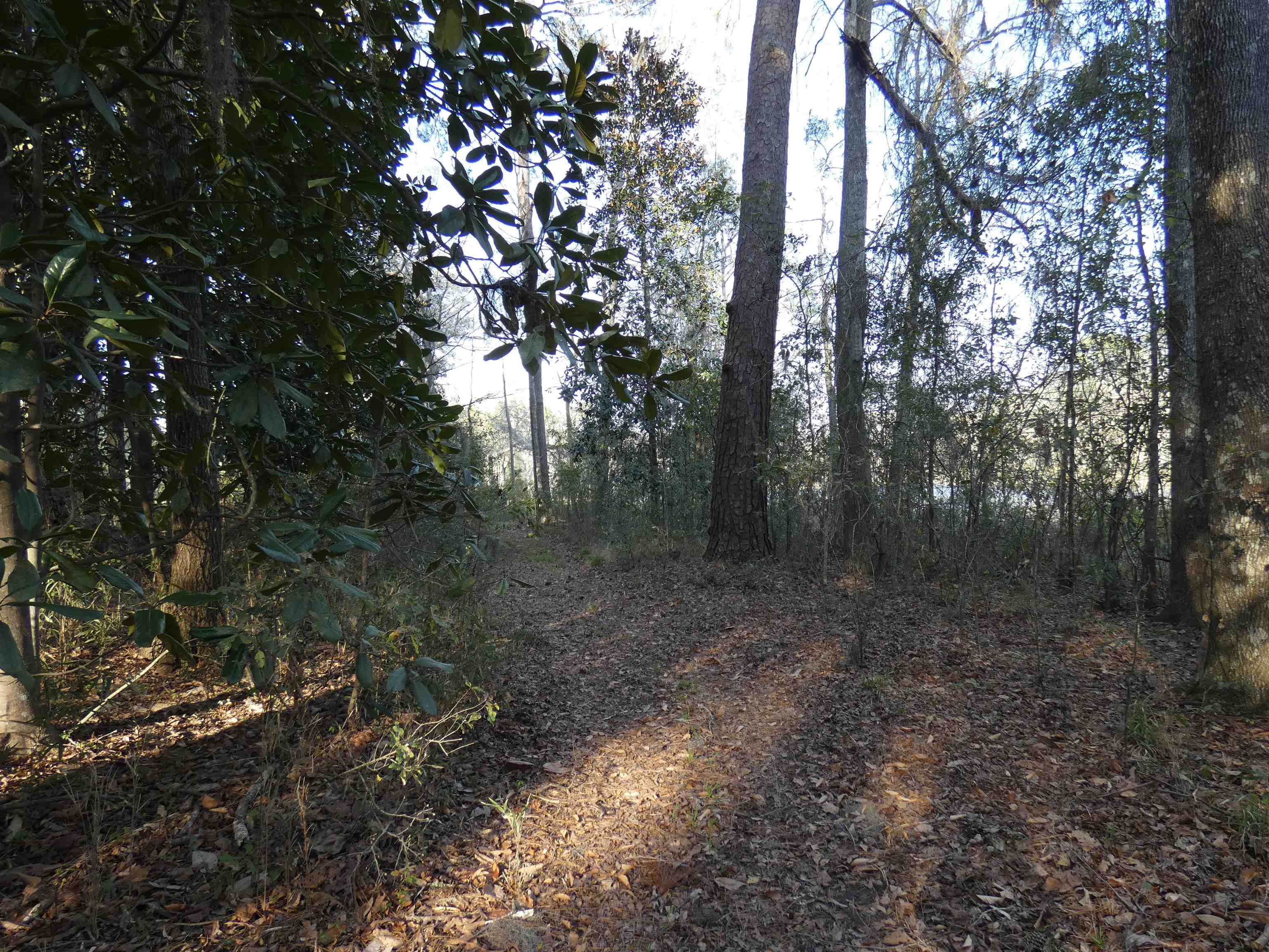 TBD Rainey Run,MONTICELLO,Florida 32344,Lots and land,Rainey Run,369059