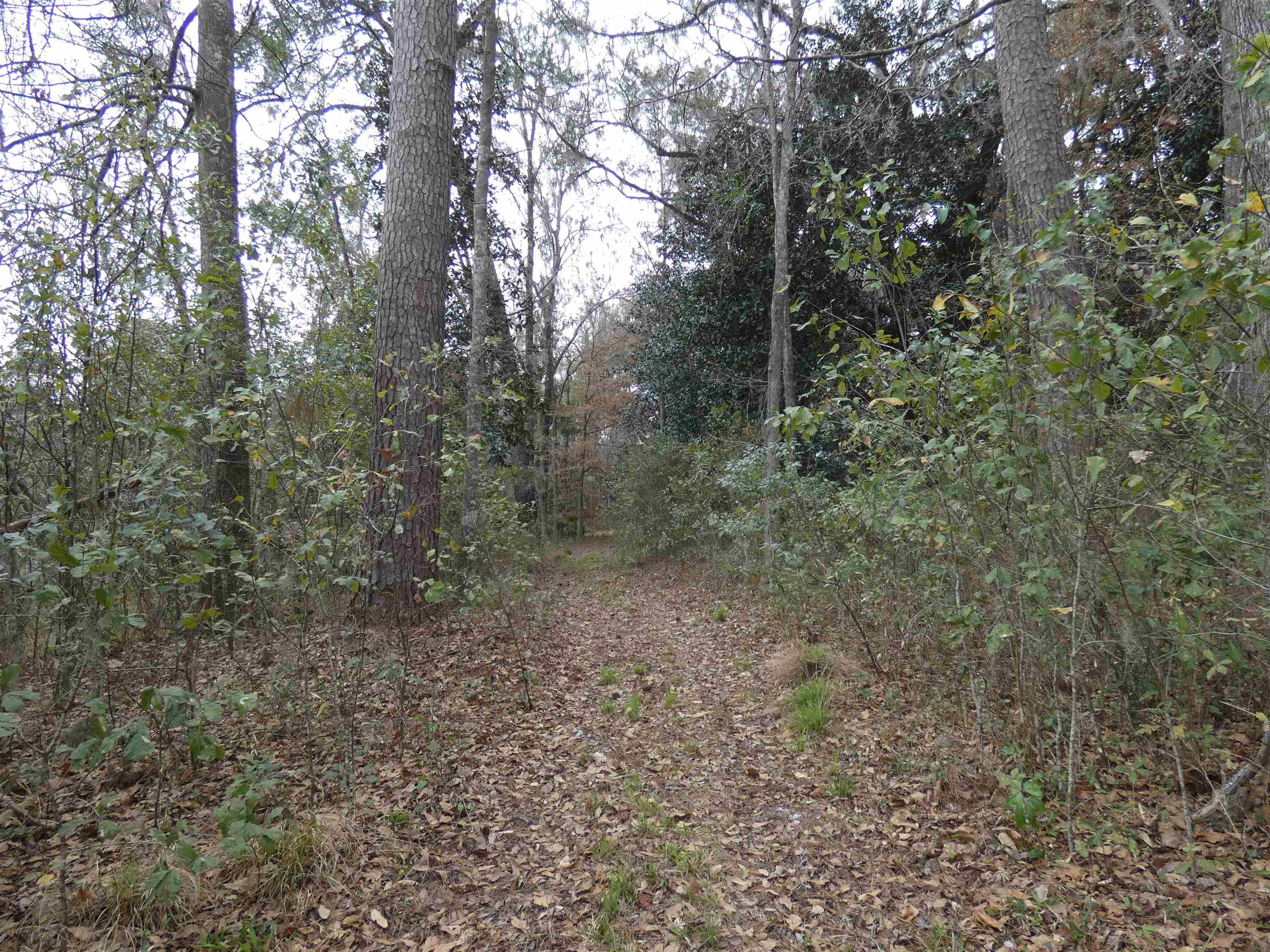 TBD Rainey Run,MONTICELLO,Florida 32344,Lots and land,Rainey Run,369059