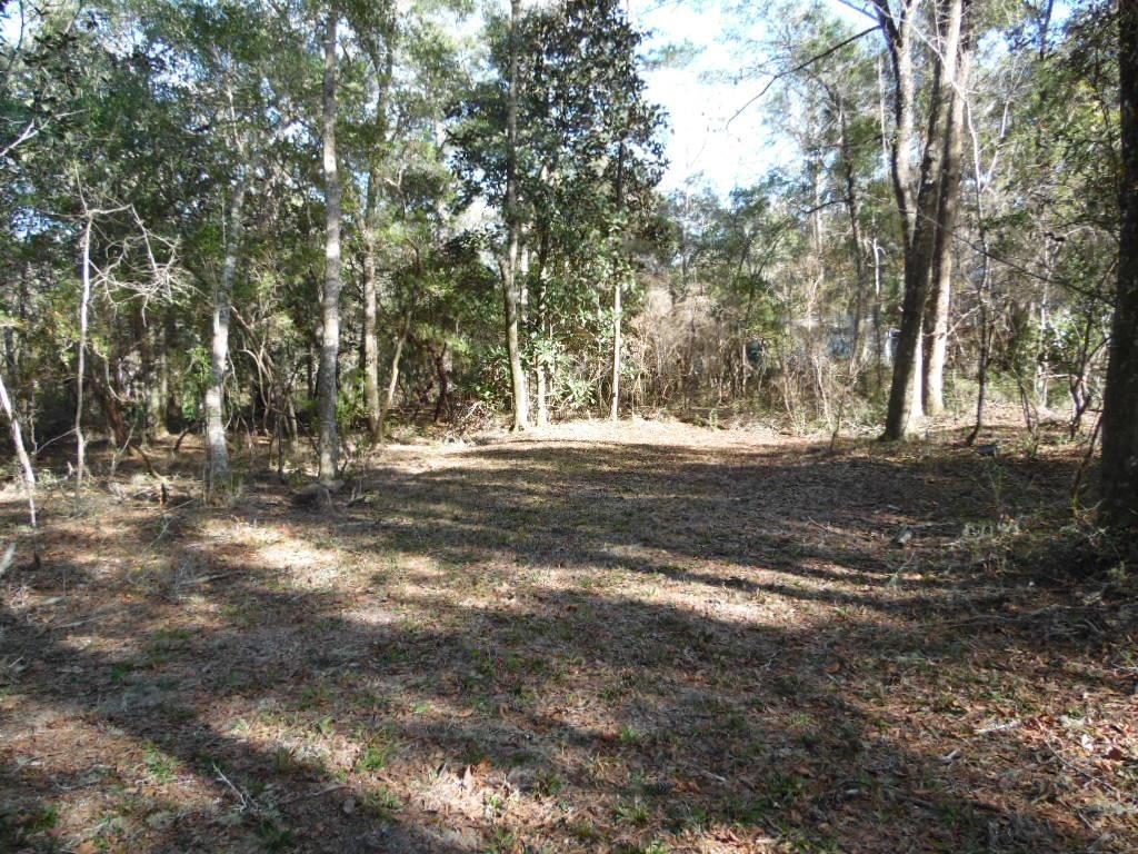 XXXX Mt Beasor,SOPCHOPPY,Florida 32358,Lots and land,Mt Beasor,366948