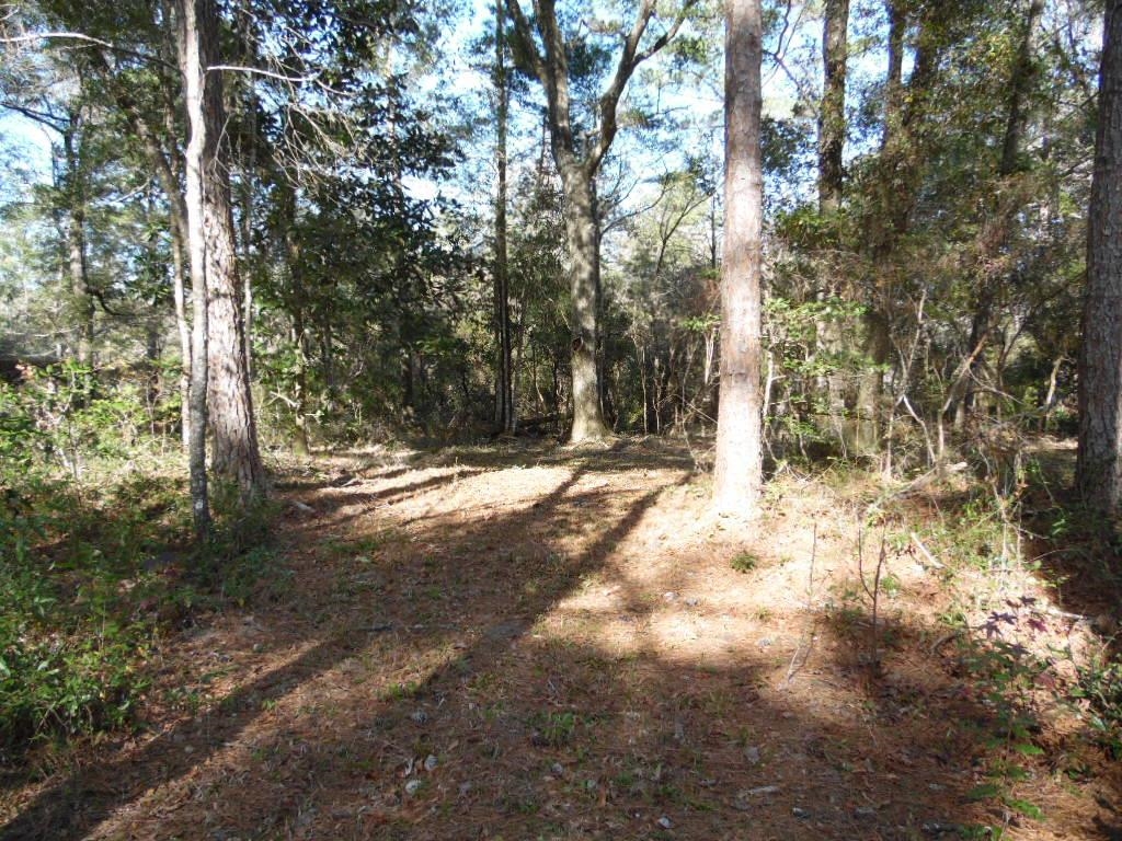 XXXX Mt Beasor,SOPCHOPPY,Florida 32358,Lots and land,Mt Beasor,366948