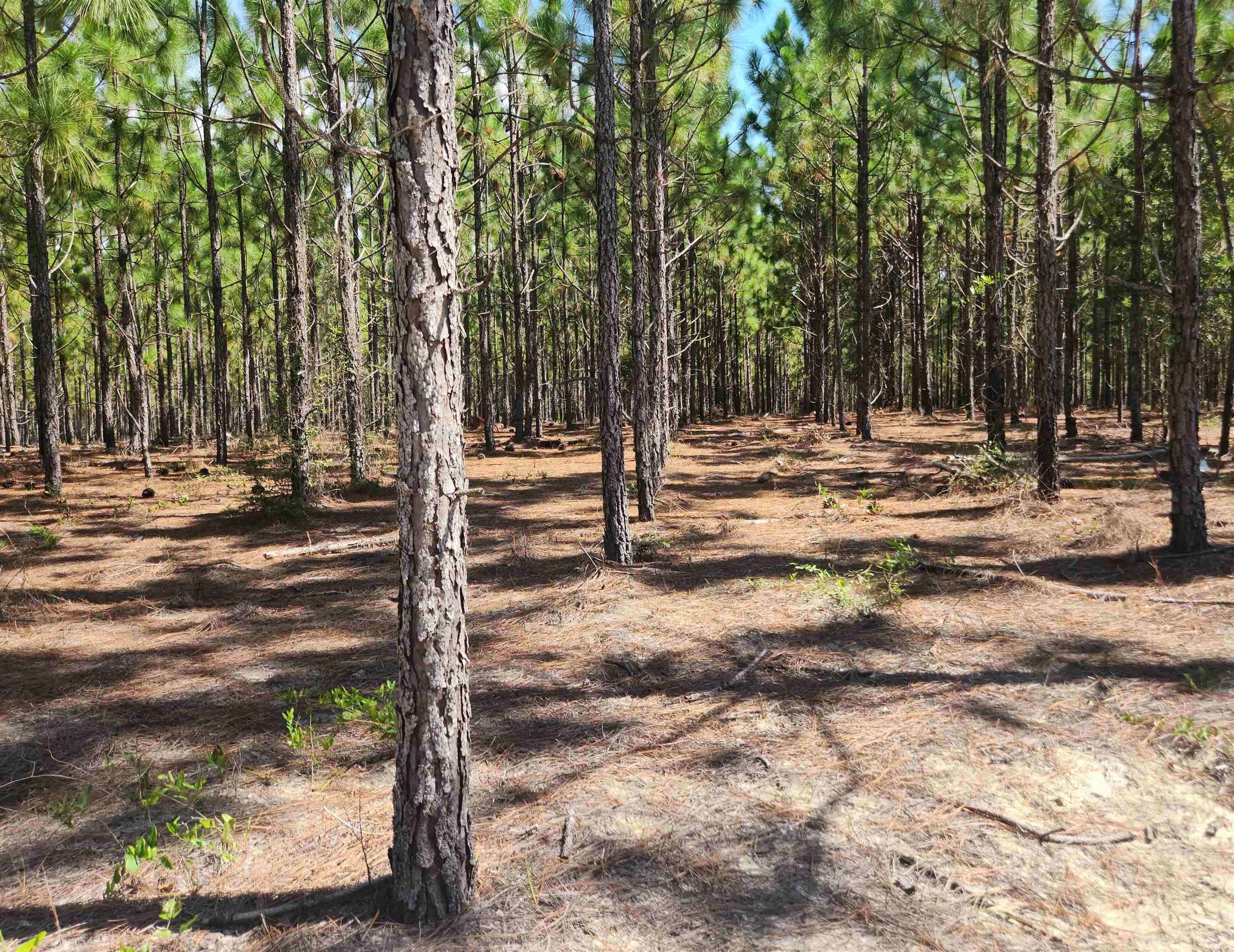 XX Big Creek,HOSFORD,Florida 32334,Lots and land,Big Creek,362486