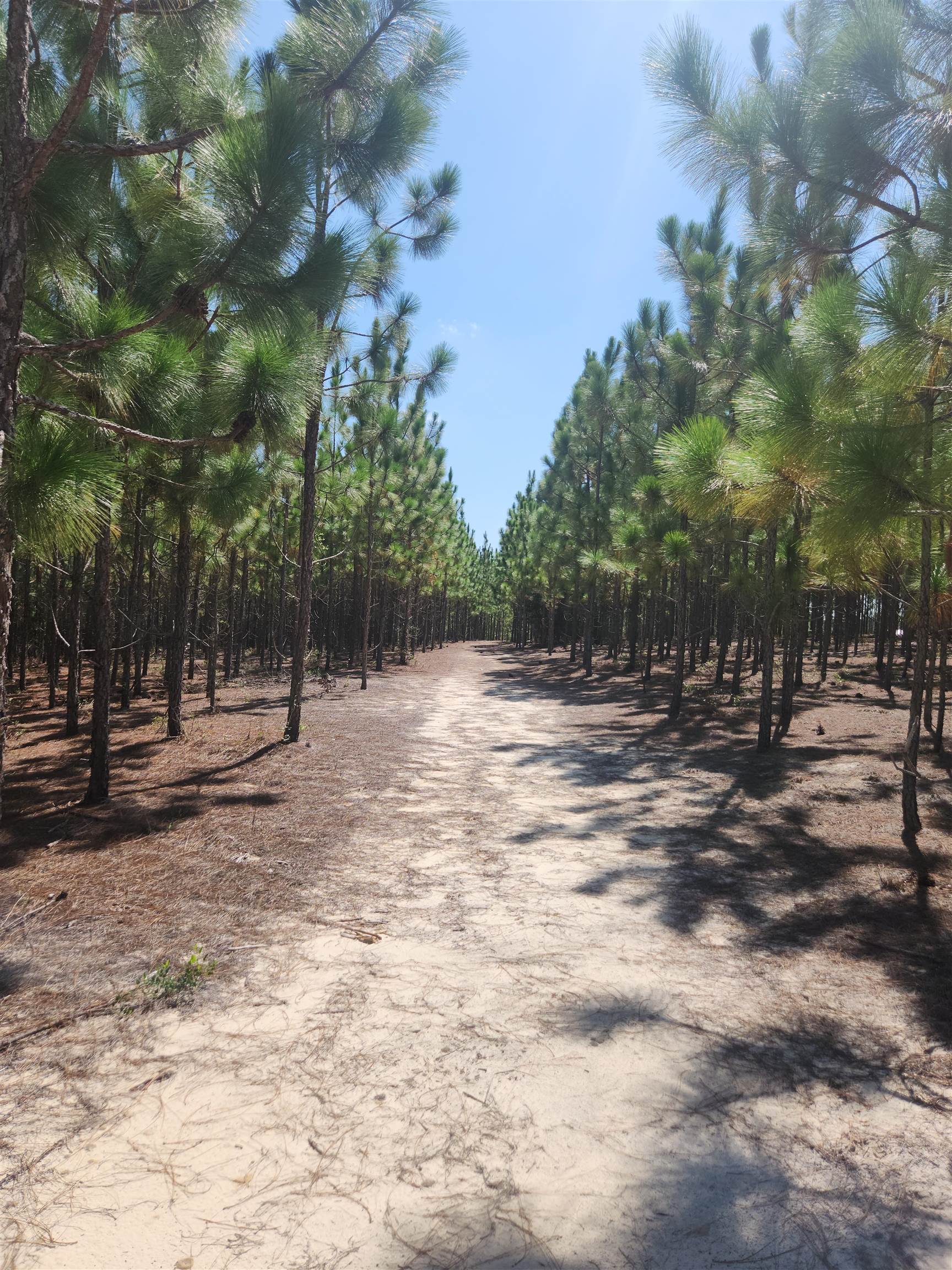 XX Big Creek,HOSFORD,Florida 32334,Lots and land,Big Creek,362486