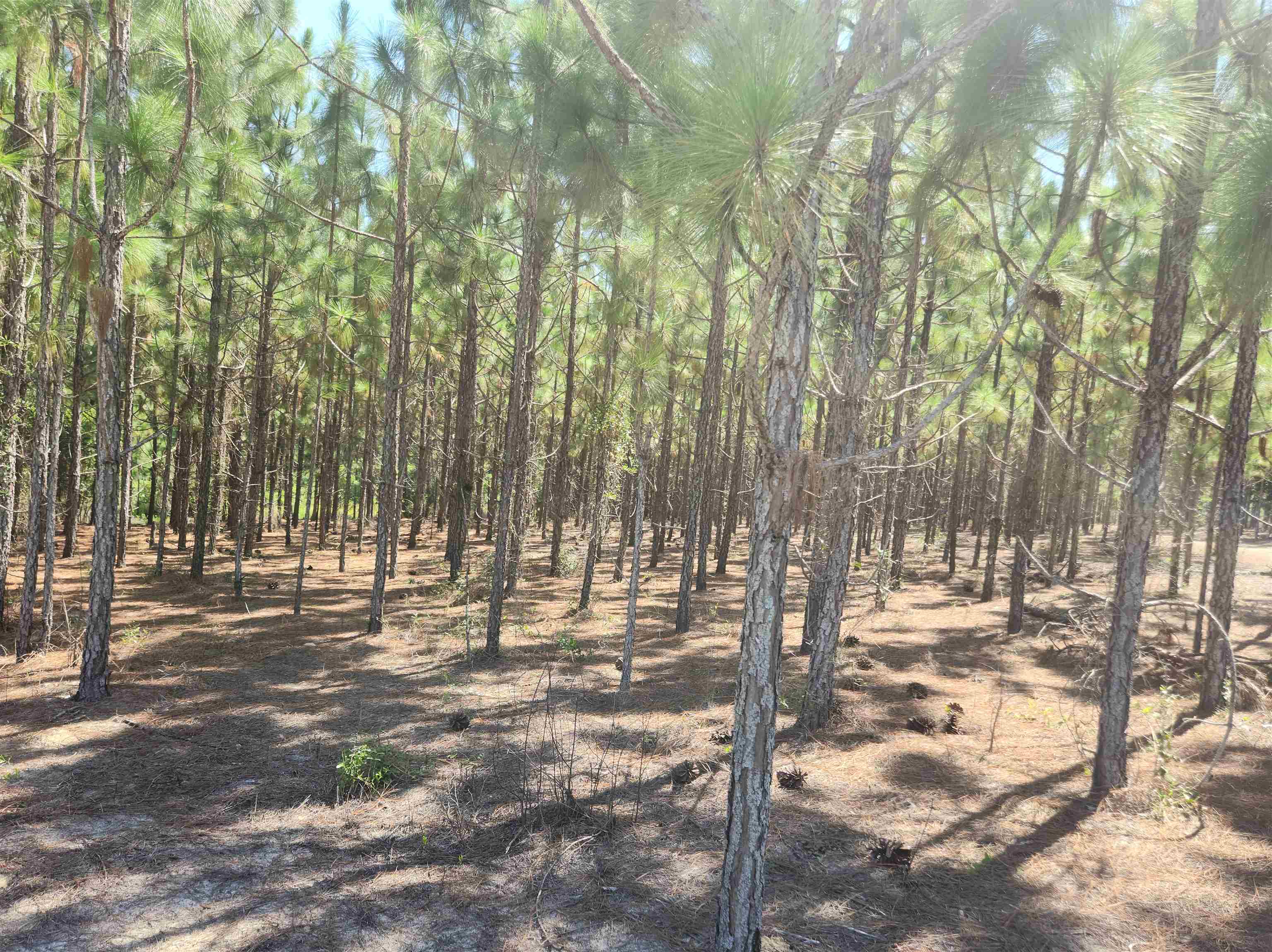 XX Big Creek,HOSFORD,Florida 32334,Lots and land,Big Creek,362486