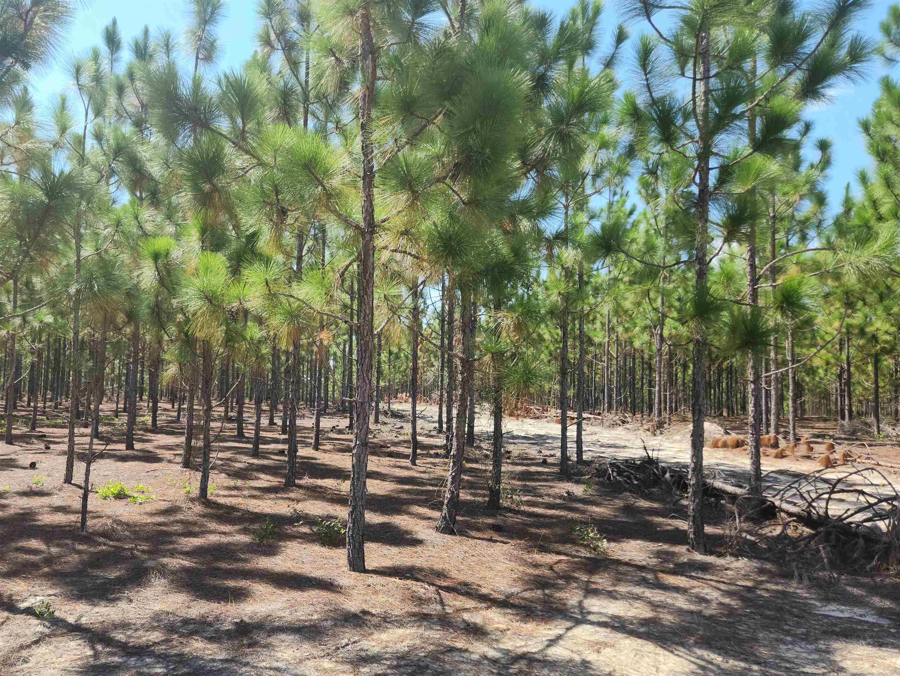 XX Big Creek,HOSFORD,Florida 32334,Lots and land,Big Creek,362486