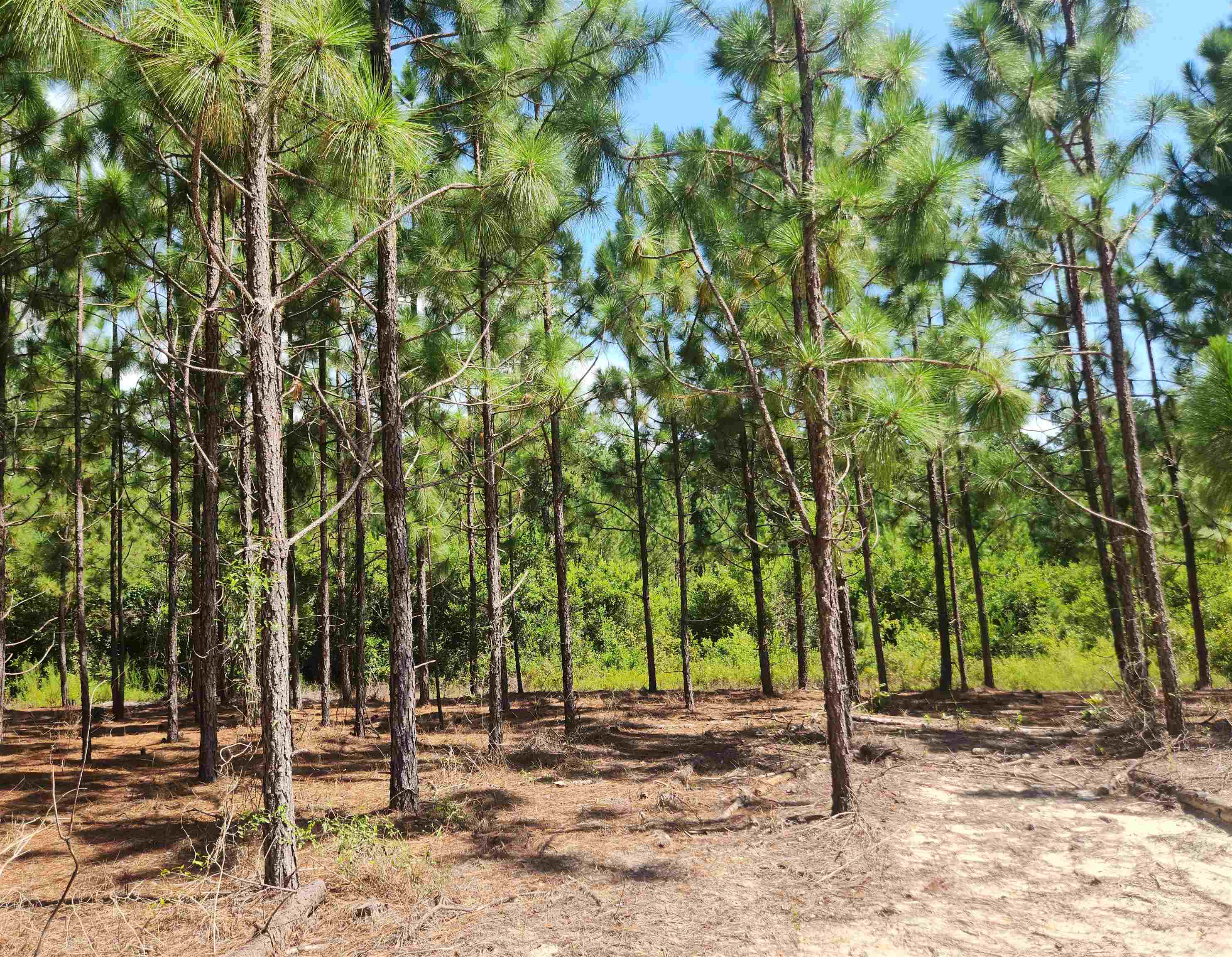 XX Big Creek,HOSFORD,Florida 32334,Lots and land,Big Creek,362486