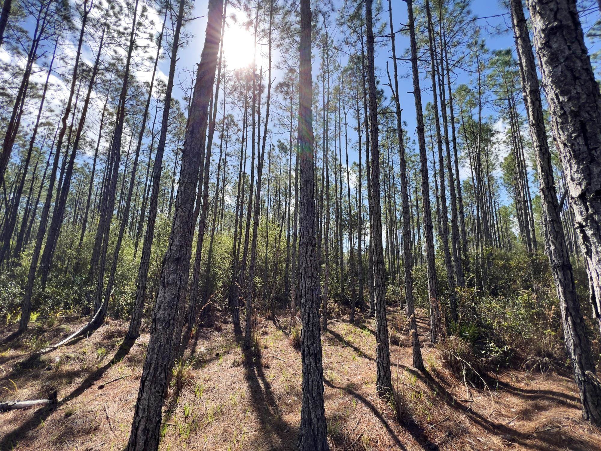 000 CR 67,HOSFORD,Florida 32334,Lots and land,CR 67,366988