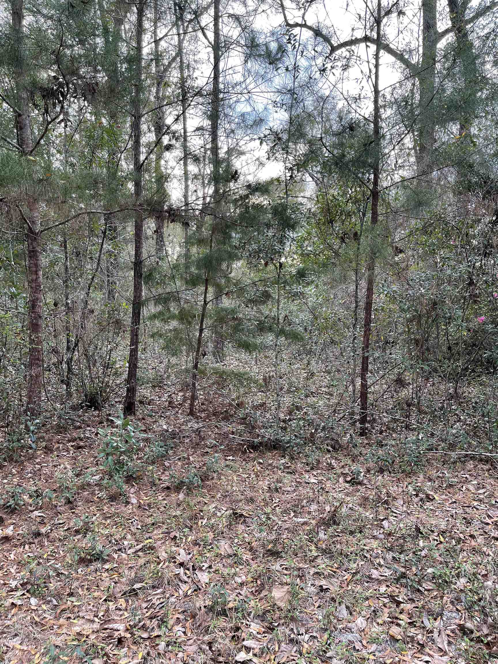 185 Mcmahan,CRAWFORDVILLE,Florida 32327,Lots and land,Mcmahan,369322