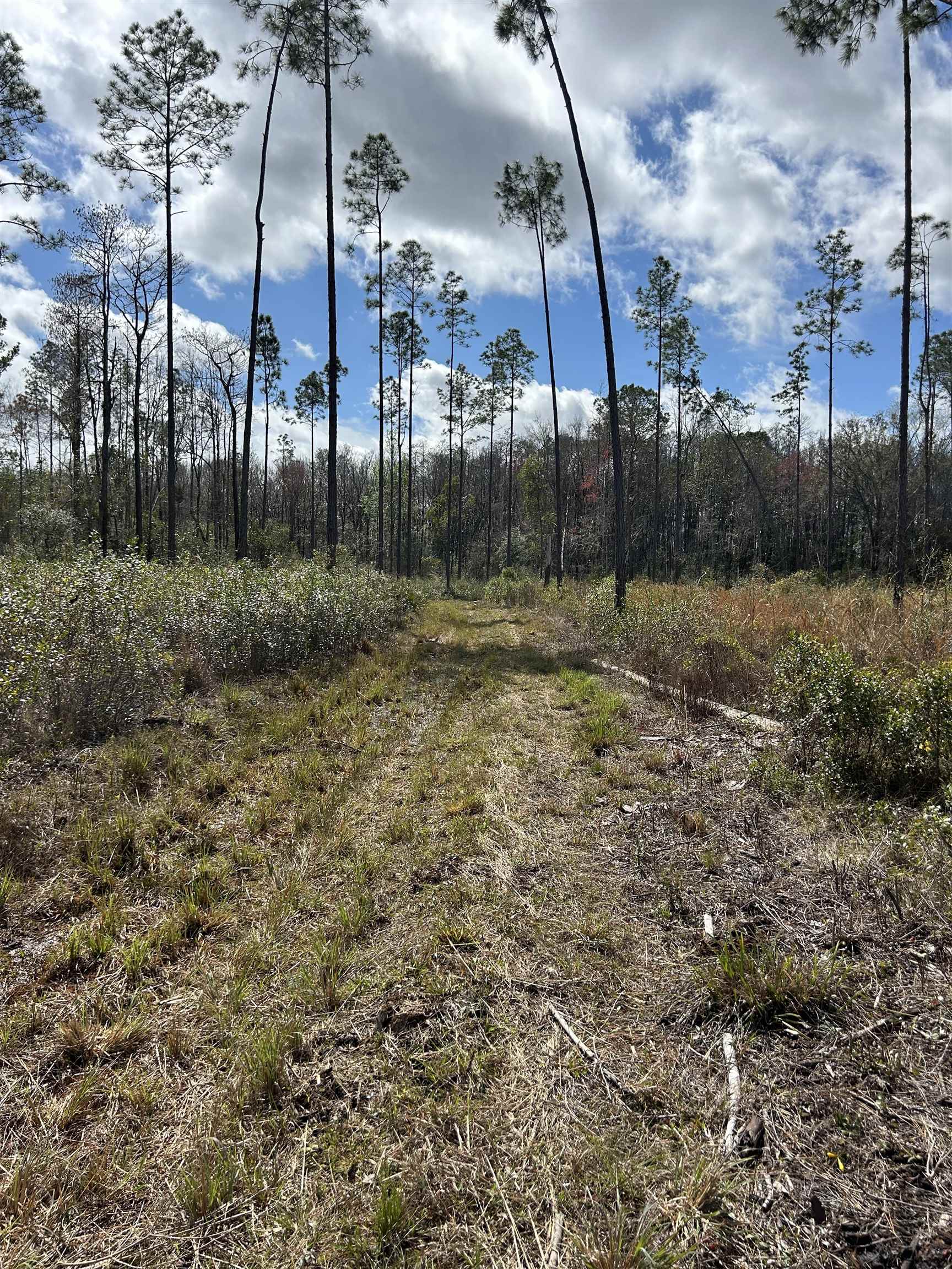 00 Oregon,GREENVILLE,Florida 32331,Lots and land,Oregon,369359