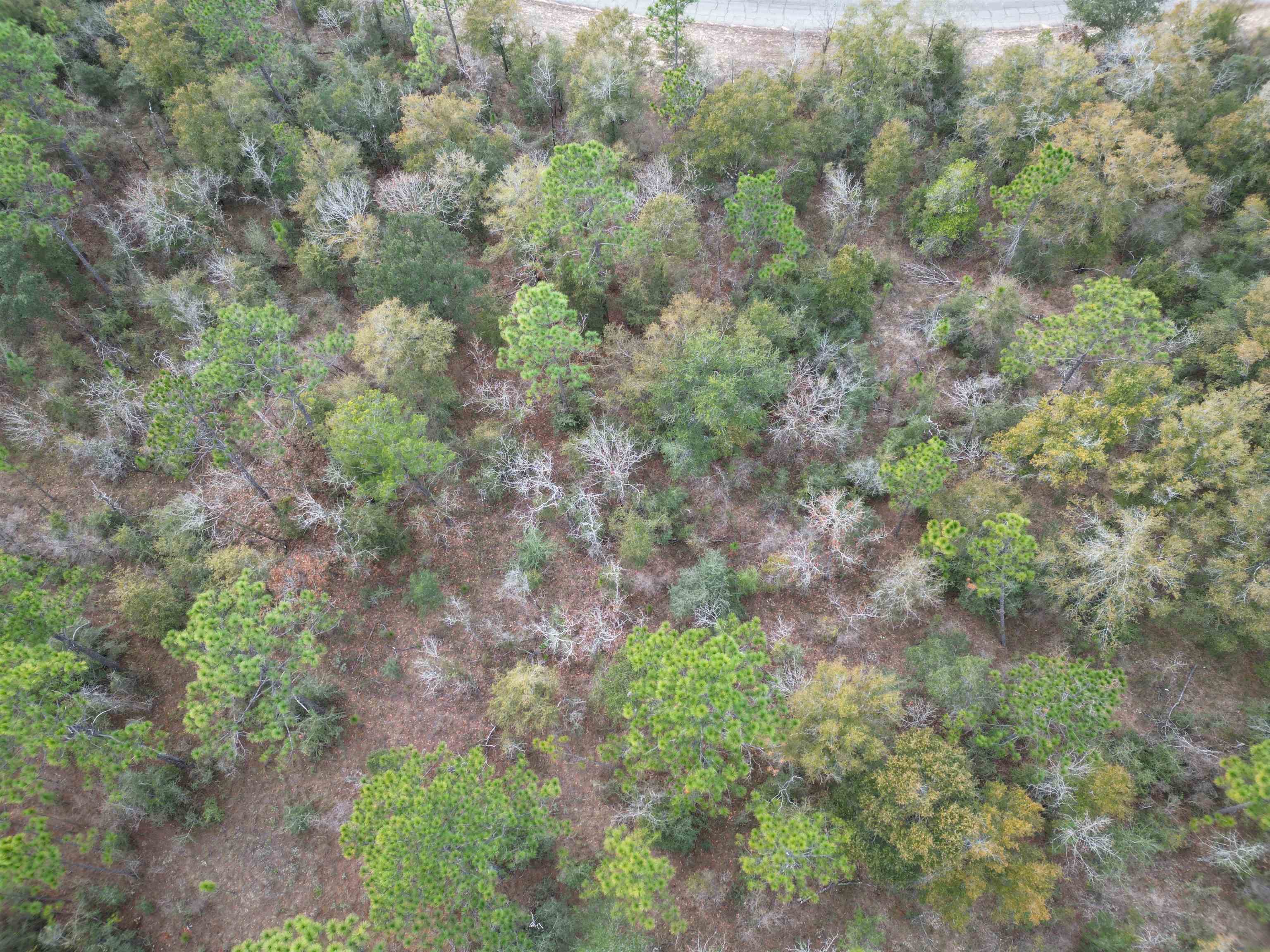 Amherst,CHIPLEY,Florida 32428,Lots and land,Amherst,367190
