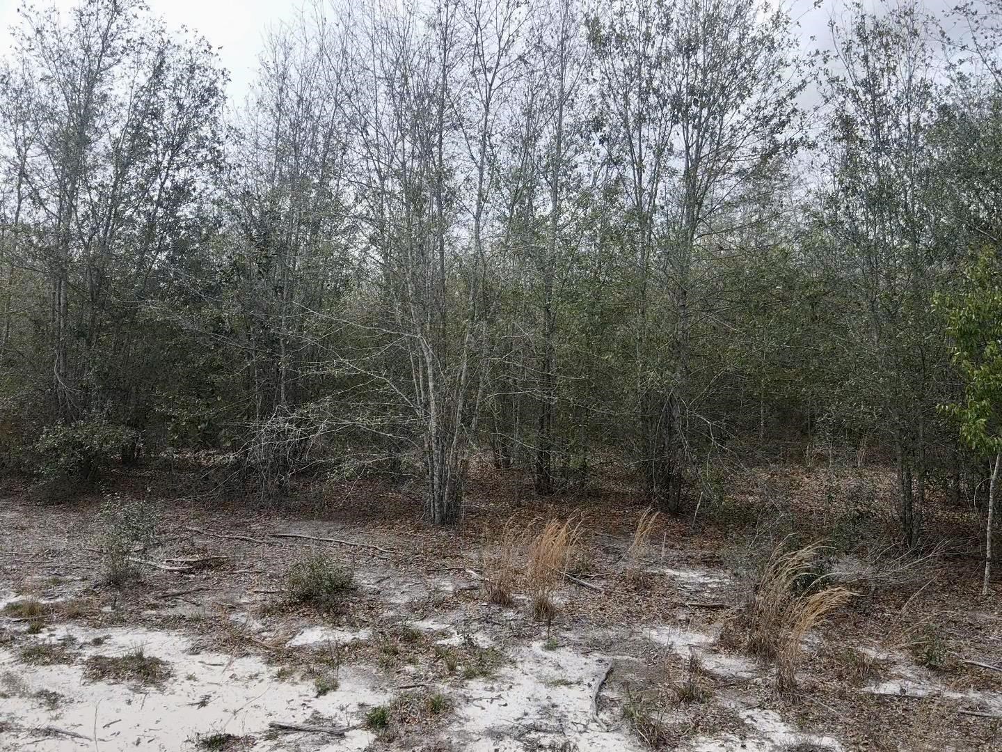 1359 Hammerly,LEE,Florida 32059,Lots and land,Hammerly,369518