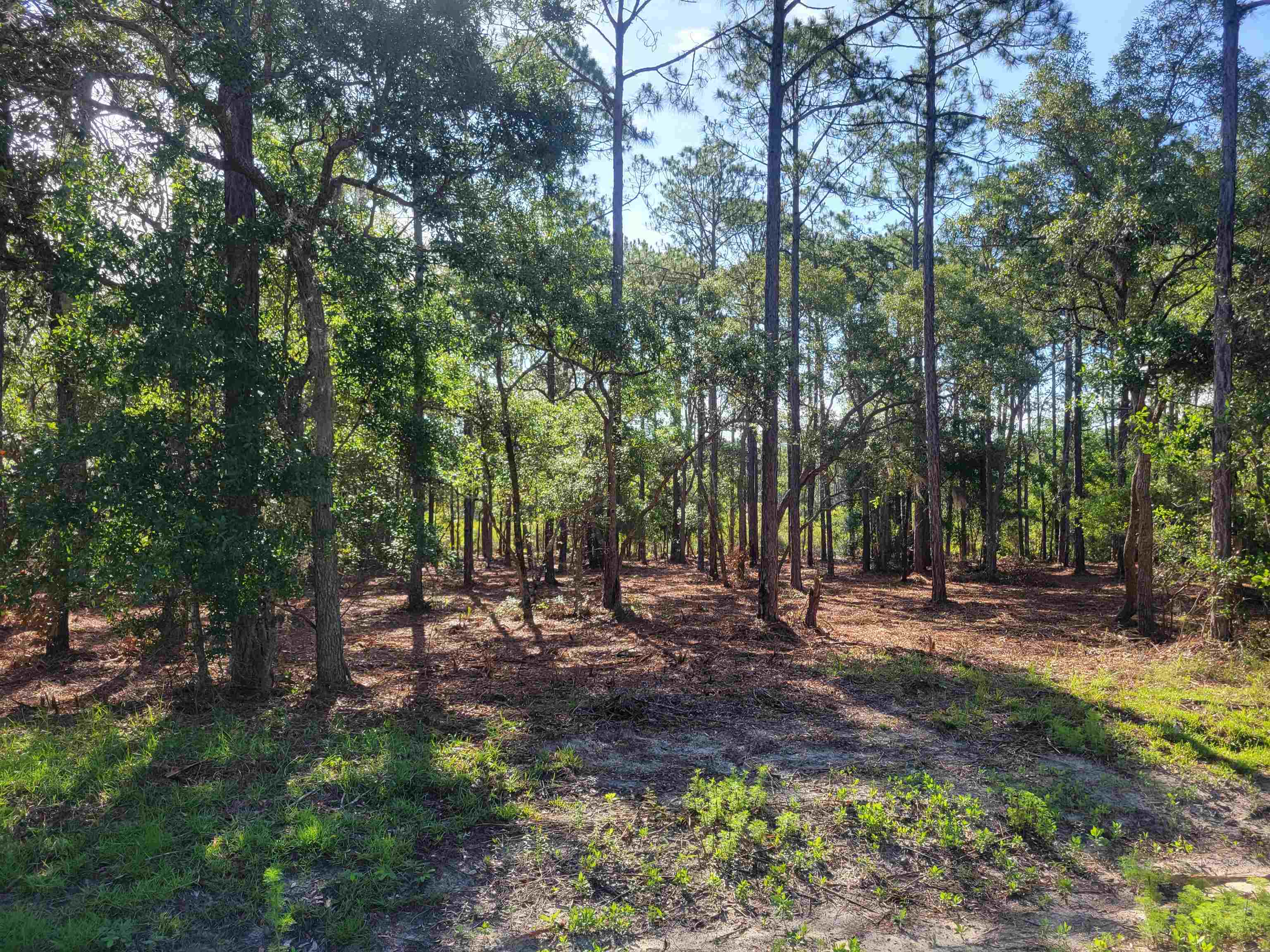 Lot 17 Striffler,OCHLOCKONEE BAY,Florida 32346,Lots and land,Striffler,369675