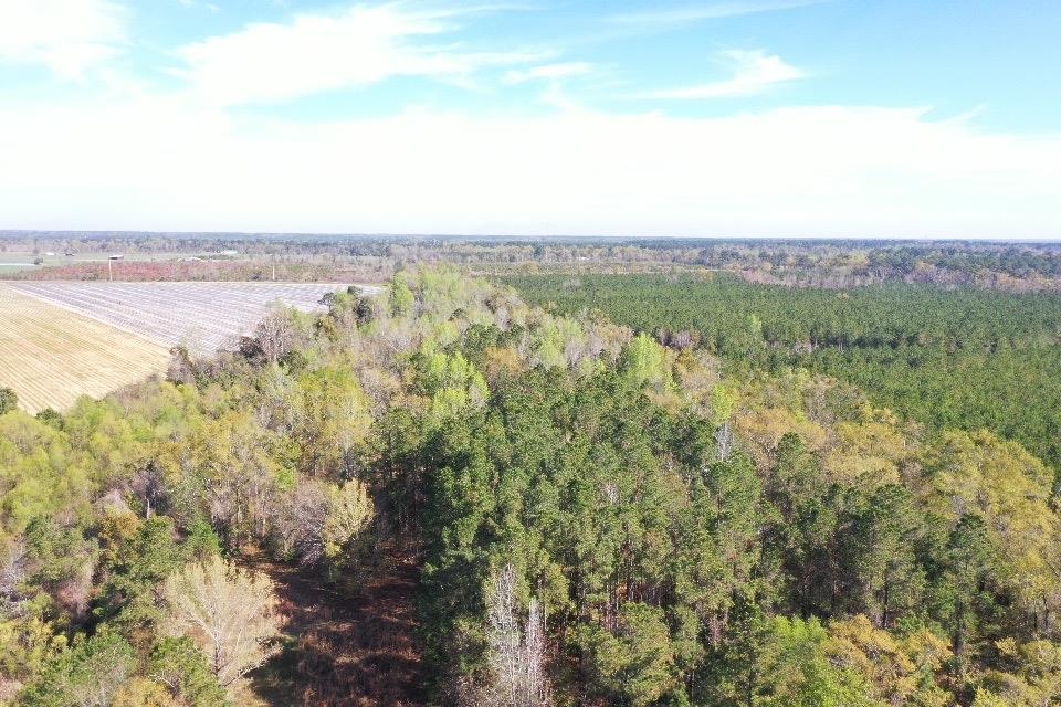 XX Sycamore,GREENSBORO,Florida 32330,Lots and land,Sycamore,369730