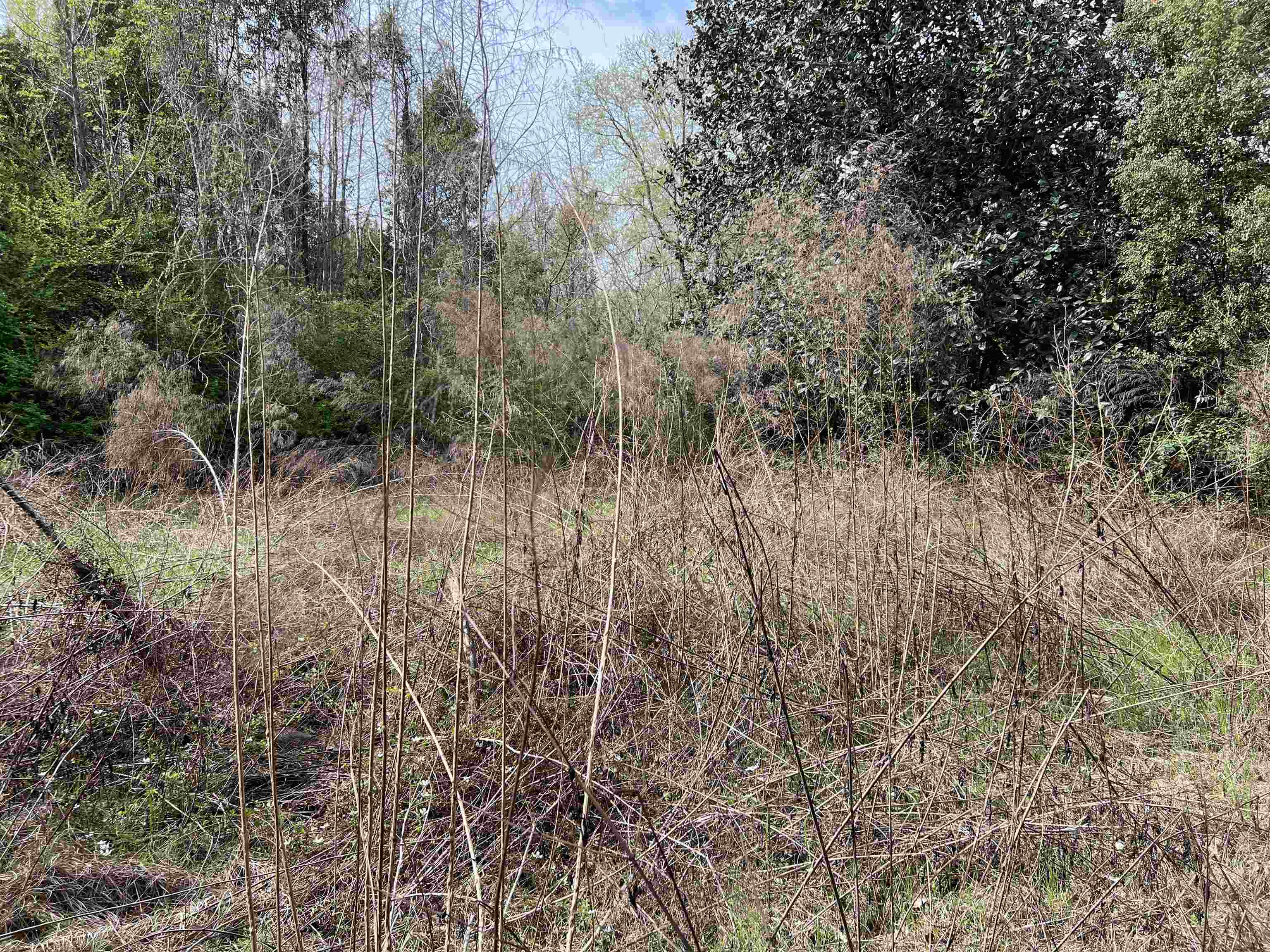 XX Sycamore,GREENSBORO,Florida 32330,Lots and land,Sycamore,369730