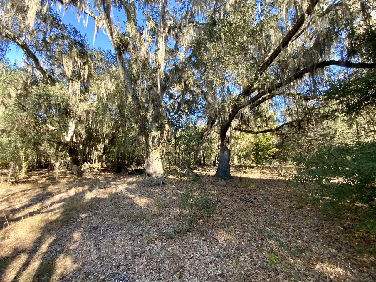 Vacant Bittersweet,MADISON COUNTY,Florida 32340,Lots and land,Bittersweet,367584