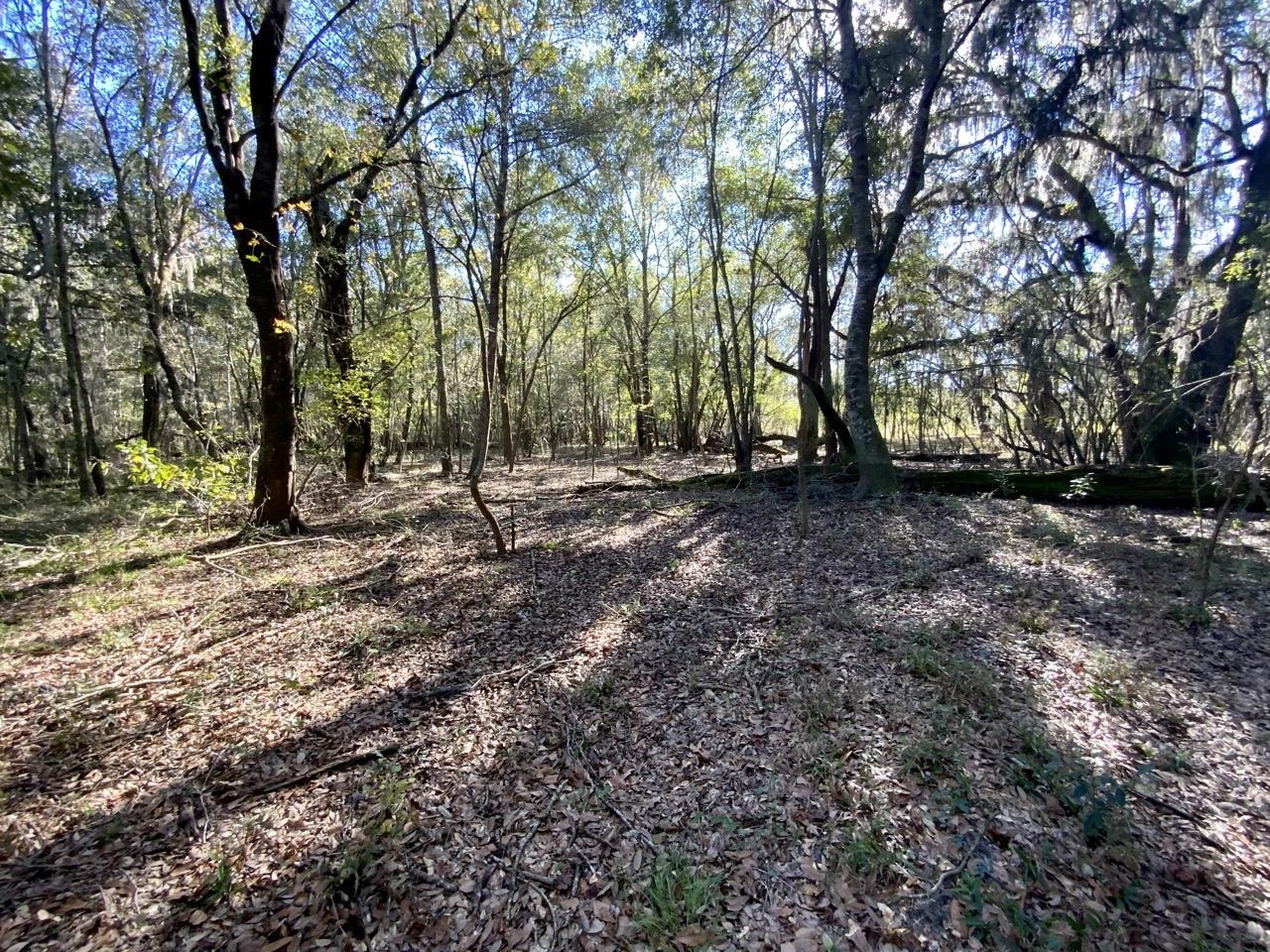 Vacant Bittersweet,MADISON COUNTY,Florida 32340,Lots and land,Bittersweet,367584