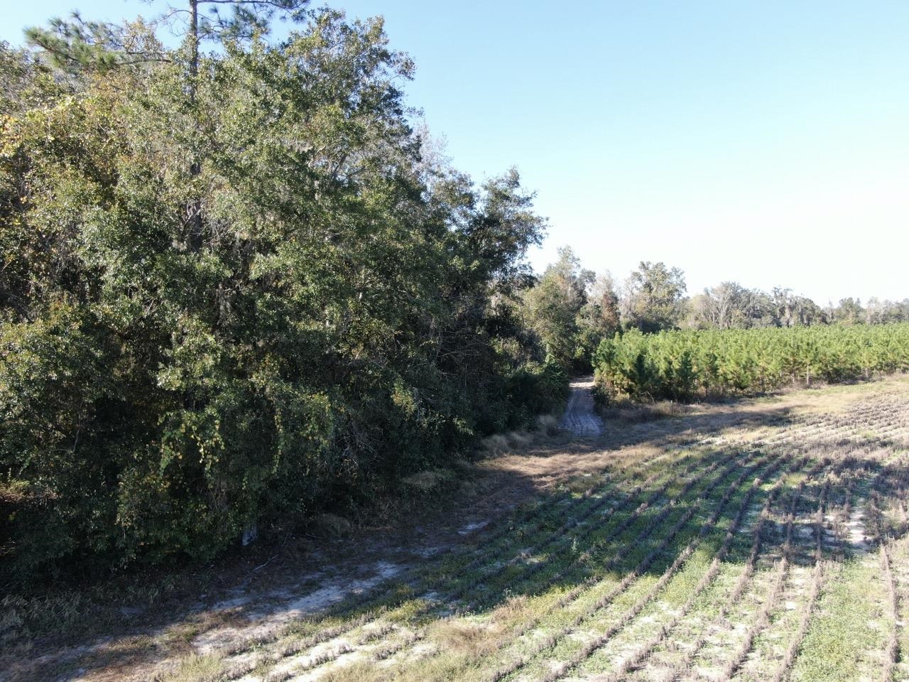 Vacant Bittersweet,MADISON COUNTY,Florida 32340,Lots and land,Bittersweet,367584