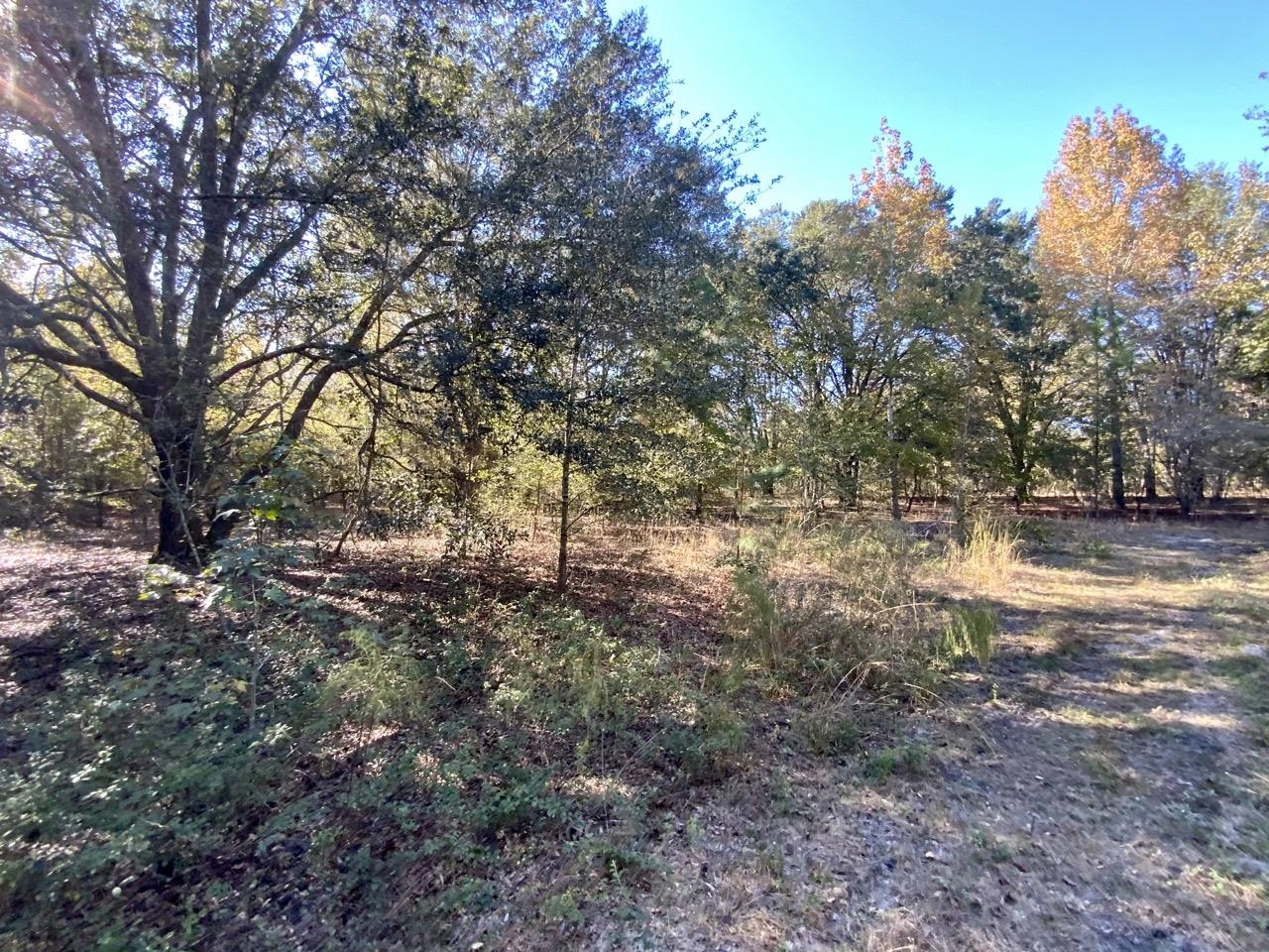 Vacant Bittersweet,MADISON COUNTY,Florida 32340,Lots and land,Bittersweet,367584