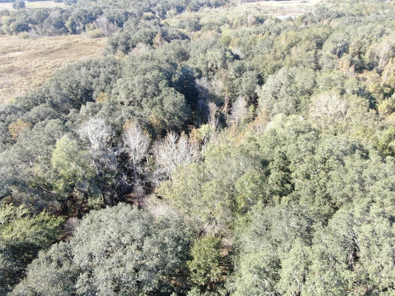 Vacant Bittersweet,MADISON COUNTY,Florida 32340,Lots and land,Bittersweet,367584