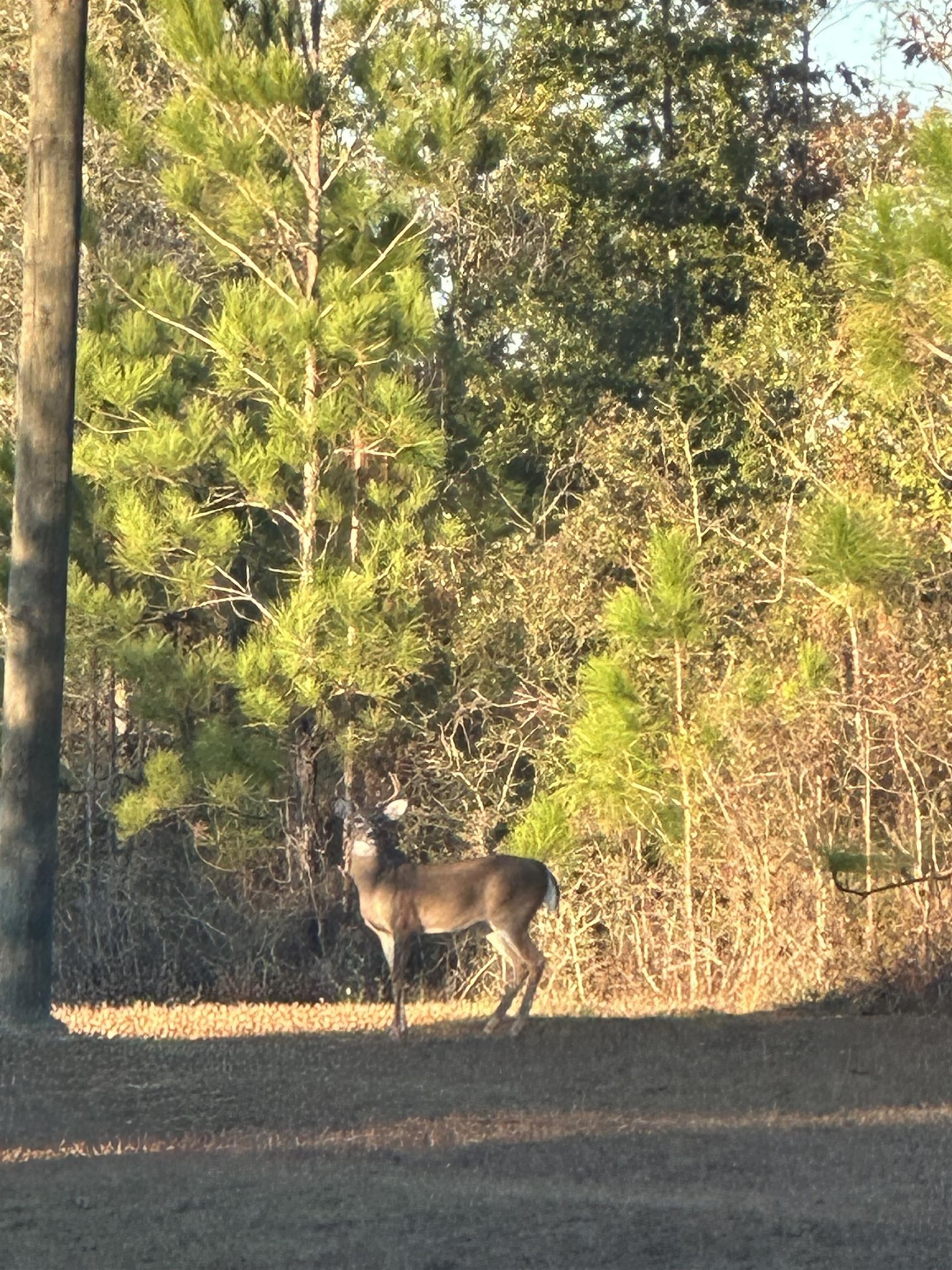 182 Ashley Hall,CRAWFORDVILLE,Florida 32327,Lots and land,Ashley Hall,369751