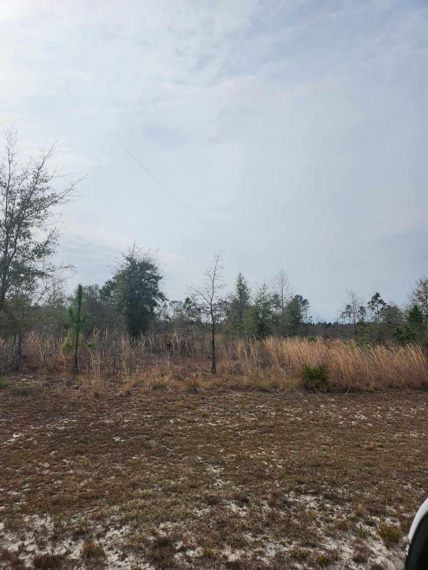 182 Ashley Hall,CRAWFORDVILLE,Florida 32327,Lots and land,Ashley Hall,369751