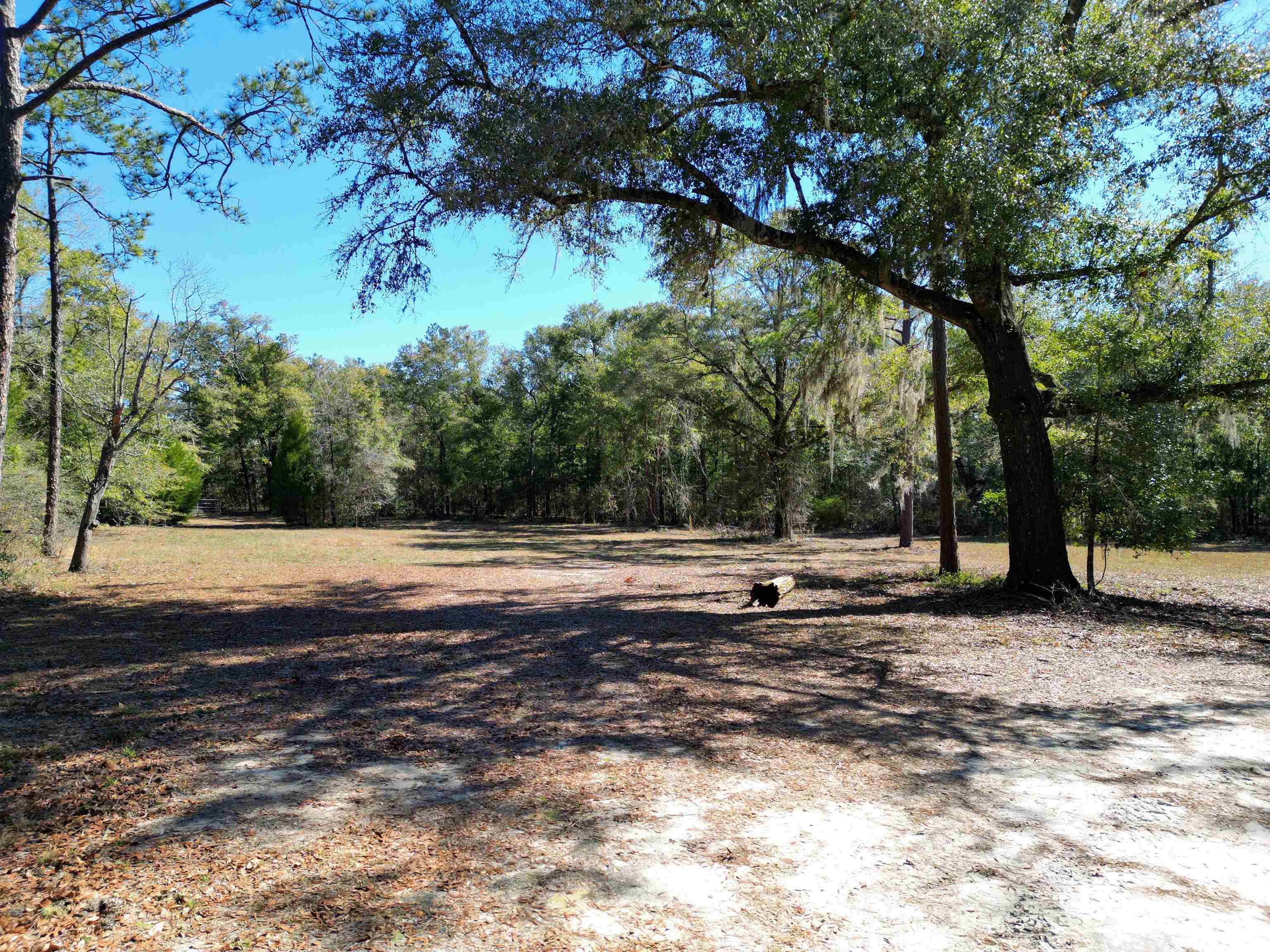 101 Jack Langston Road,SOPCHOPPY,Florida 32358,4 Bedrooms Bedrooms,1 BathroomBathrooms,Detached single family,101 Jack Langston Road,368811