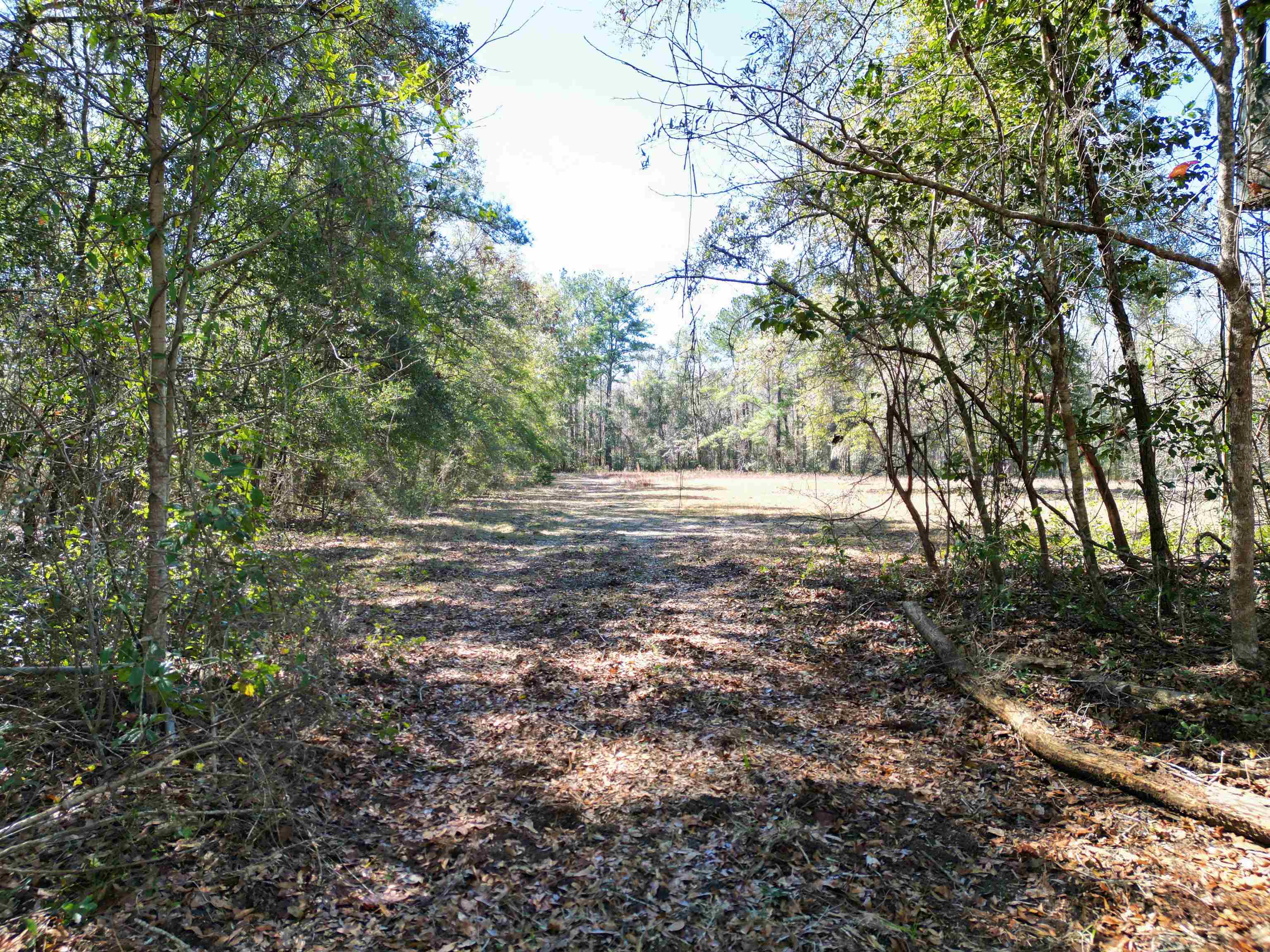 101 Jack Langston Road,SOPCHOPPY,Florida 32358,4 Bedrooms Bedrooms,1 BathroomBathrooms,Detached single family,101 Jack Langston Road,368811