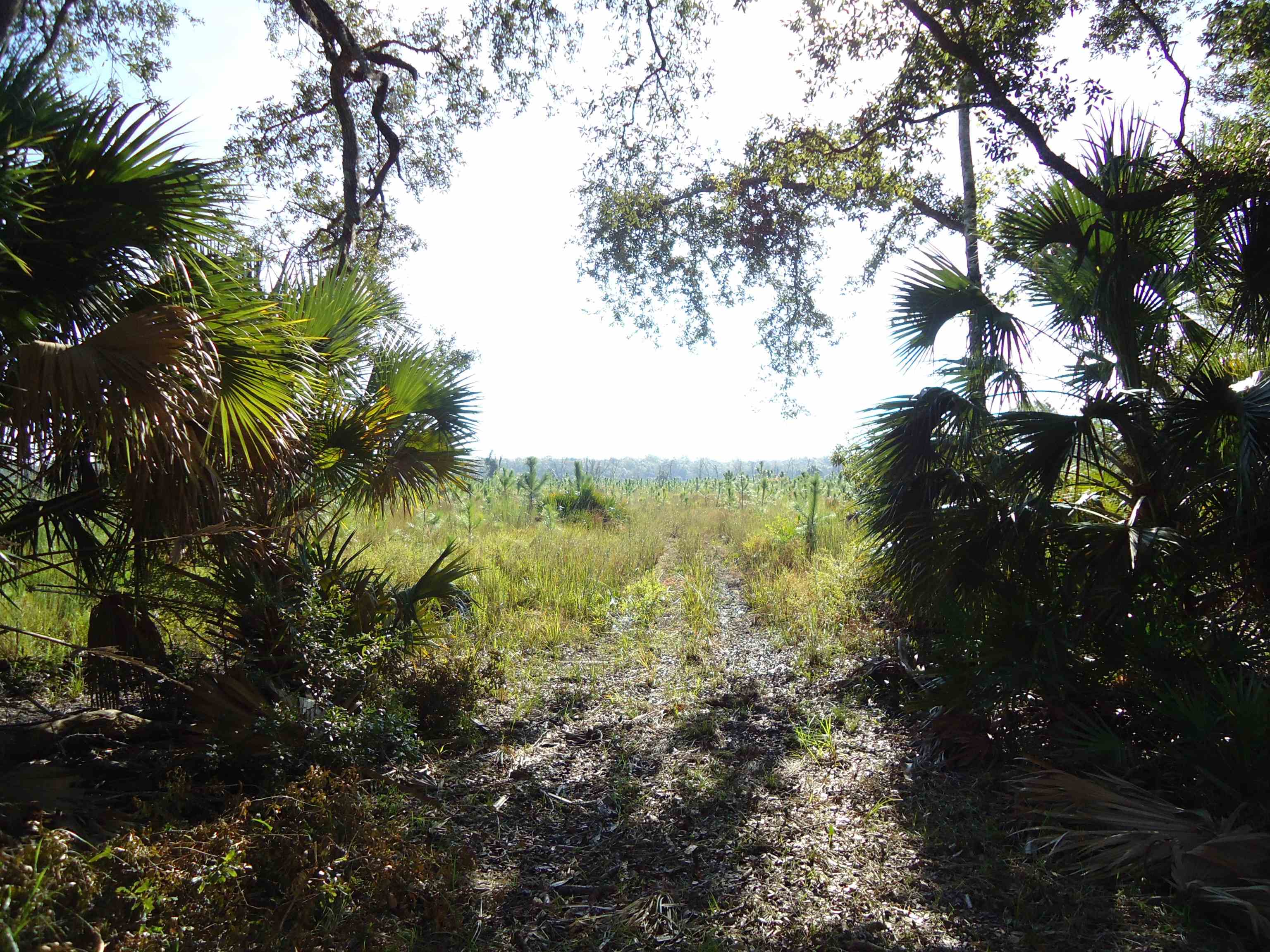 00 Econfina River Rd (CR 14),LAMONT,Florida 32336,Lots and land,Econfina River Rd (CR 14),363868