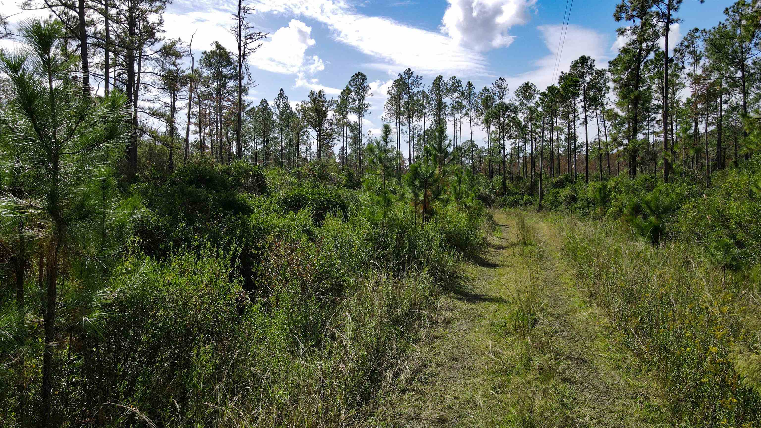 TBD Lot 12 Wildcat,PERRY,Florida 32348,Lots and land,Wildcat,364808